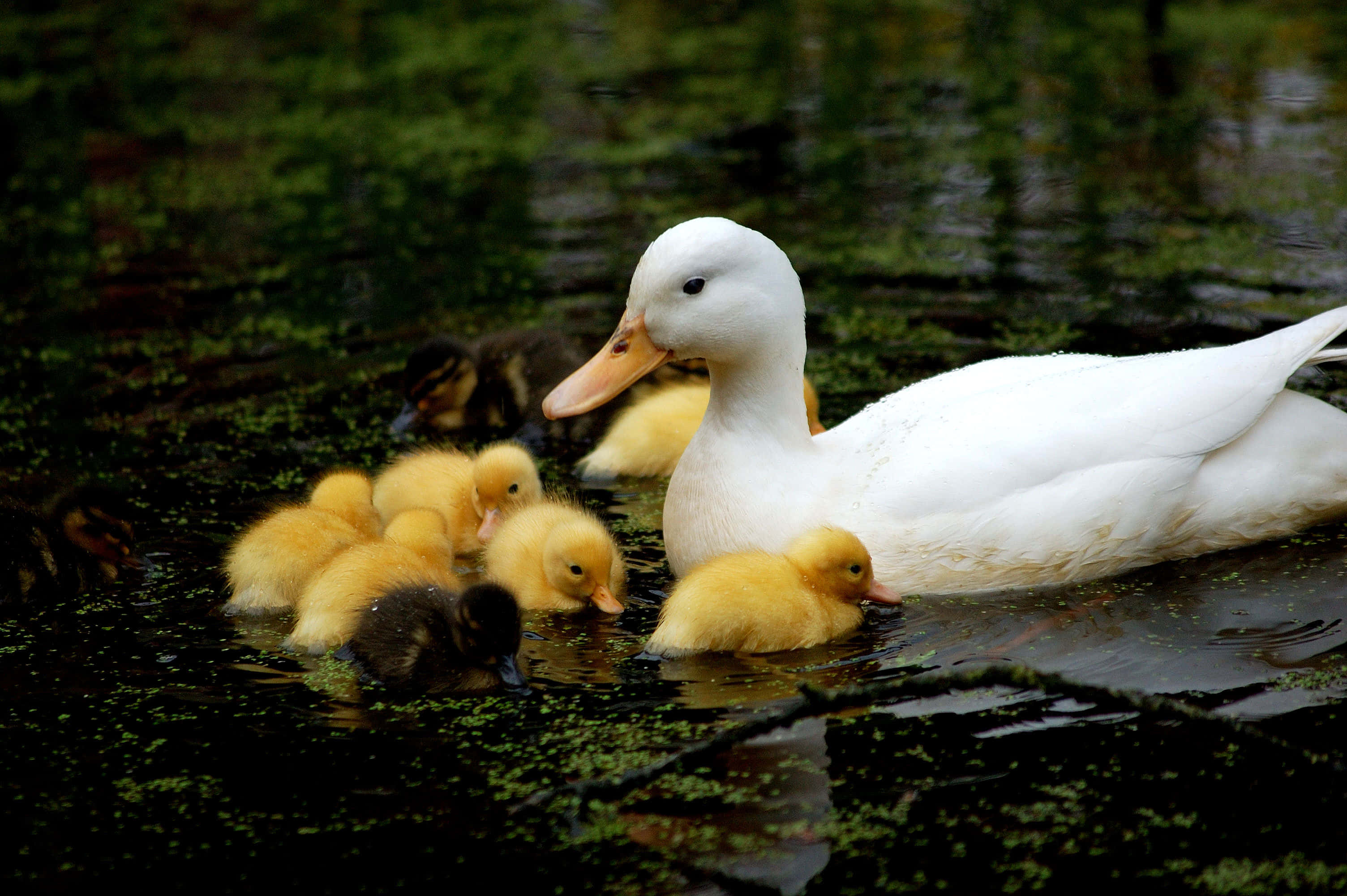 white mother duck, fluffy yellow ducklings, mossy pond, 2K Desktop Wallpaper