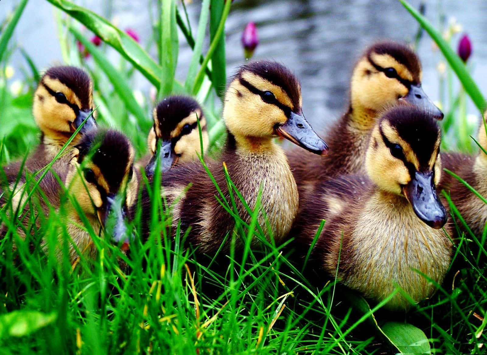 cute duck, fluffy ducklings, striped heads, HD Desktop Wallpaper