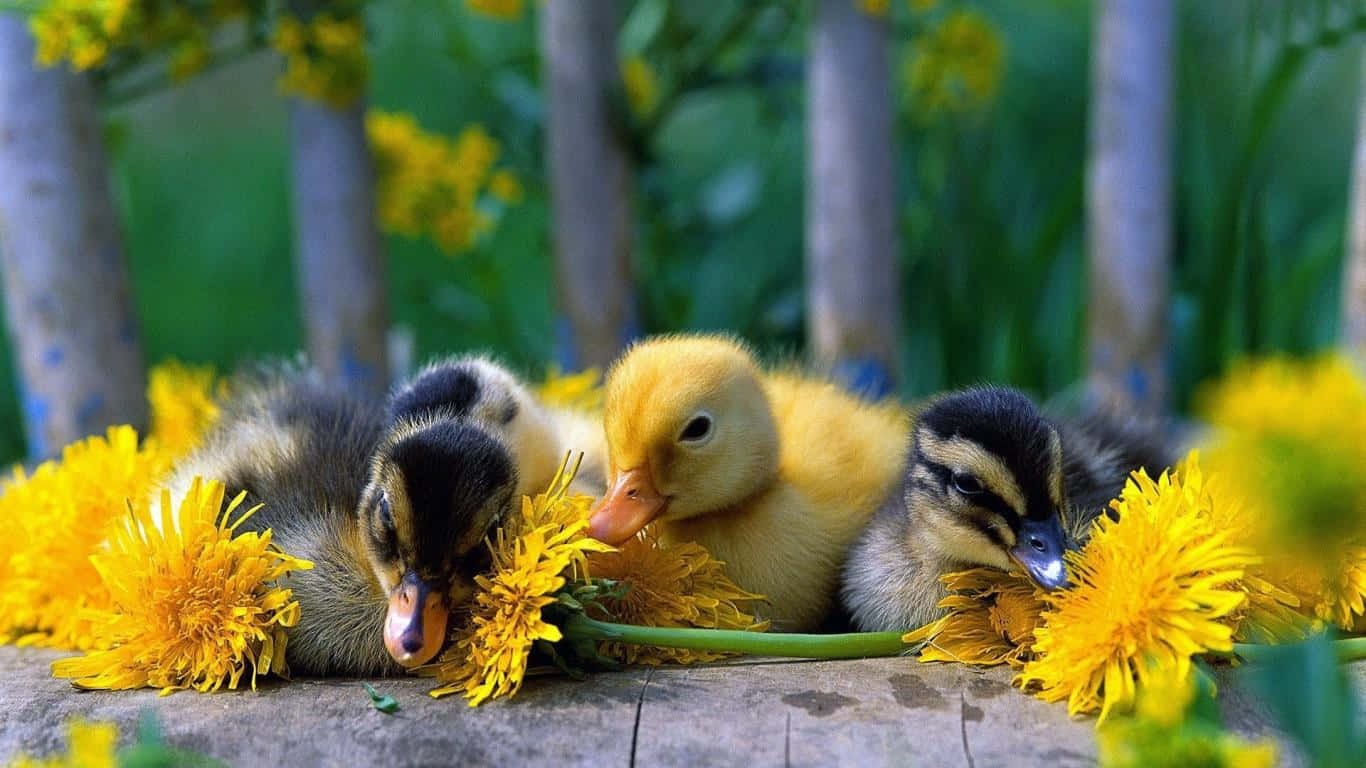 cute duck, ducklings, bright yellow dandelions, HD Desktop Wallpaper
