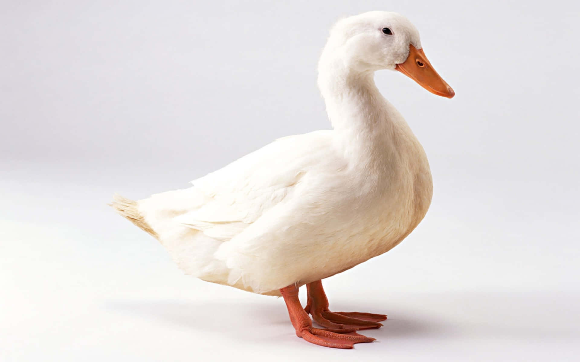 fluffy yellow duck, orange beak, feet, Full HD Desktop Wallpaper