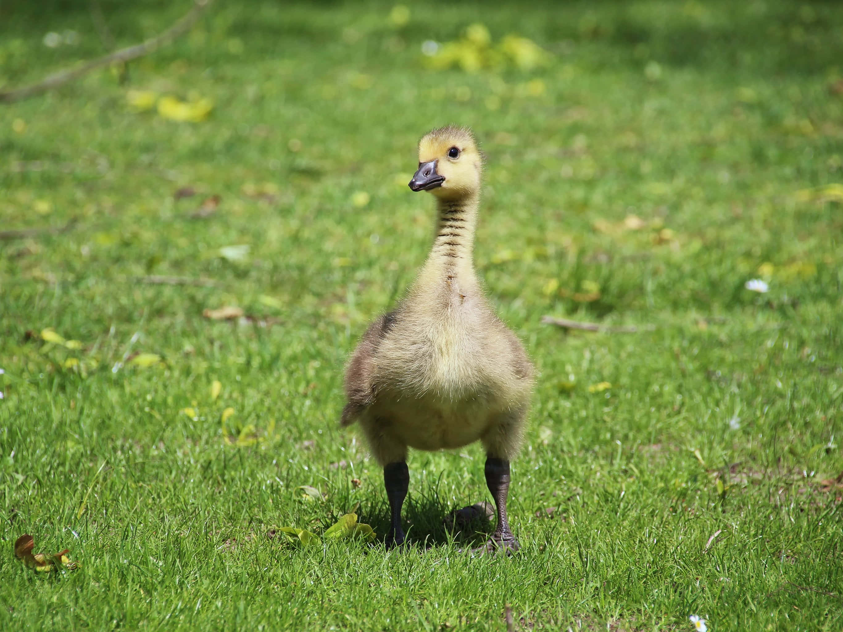 Cute Duck, fluffy yellow gosling, vibrant green grass, 2K Desktop Wallpaper