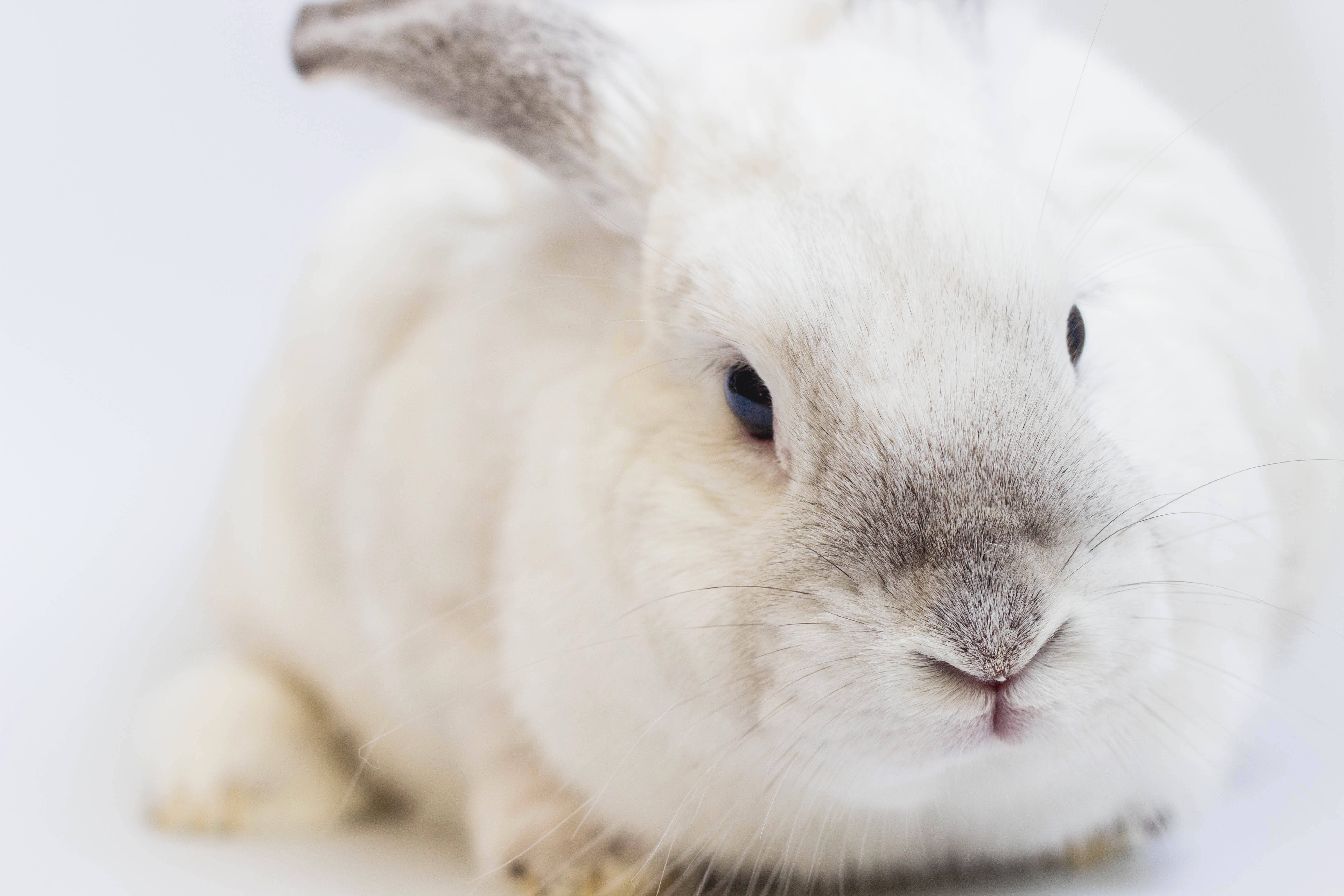 chubby white rabbit, fluffy white rabbit, gray ears, 5K Desktop Wallpaper