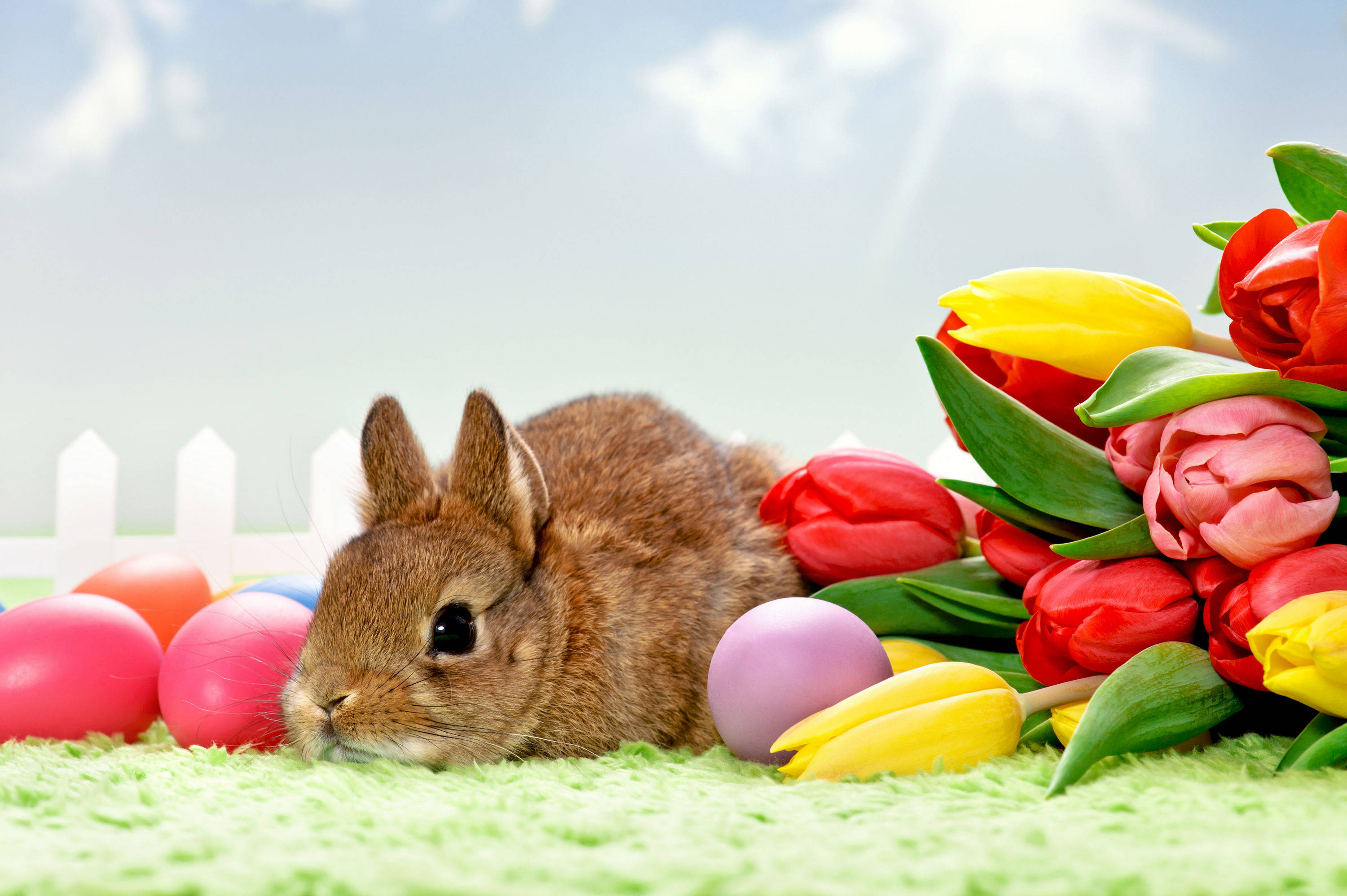brown bunny, green grass, colorful Easter eggs, 2K Desktop Wallpaper