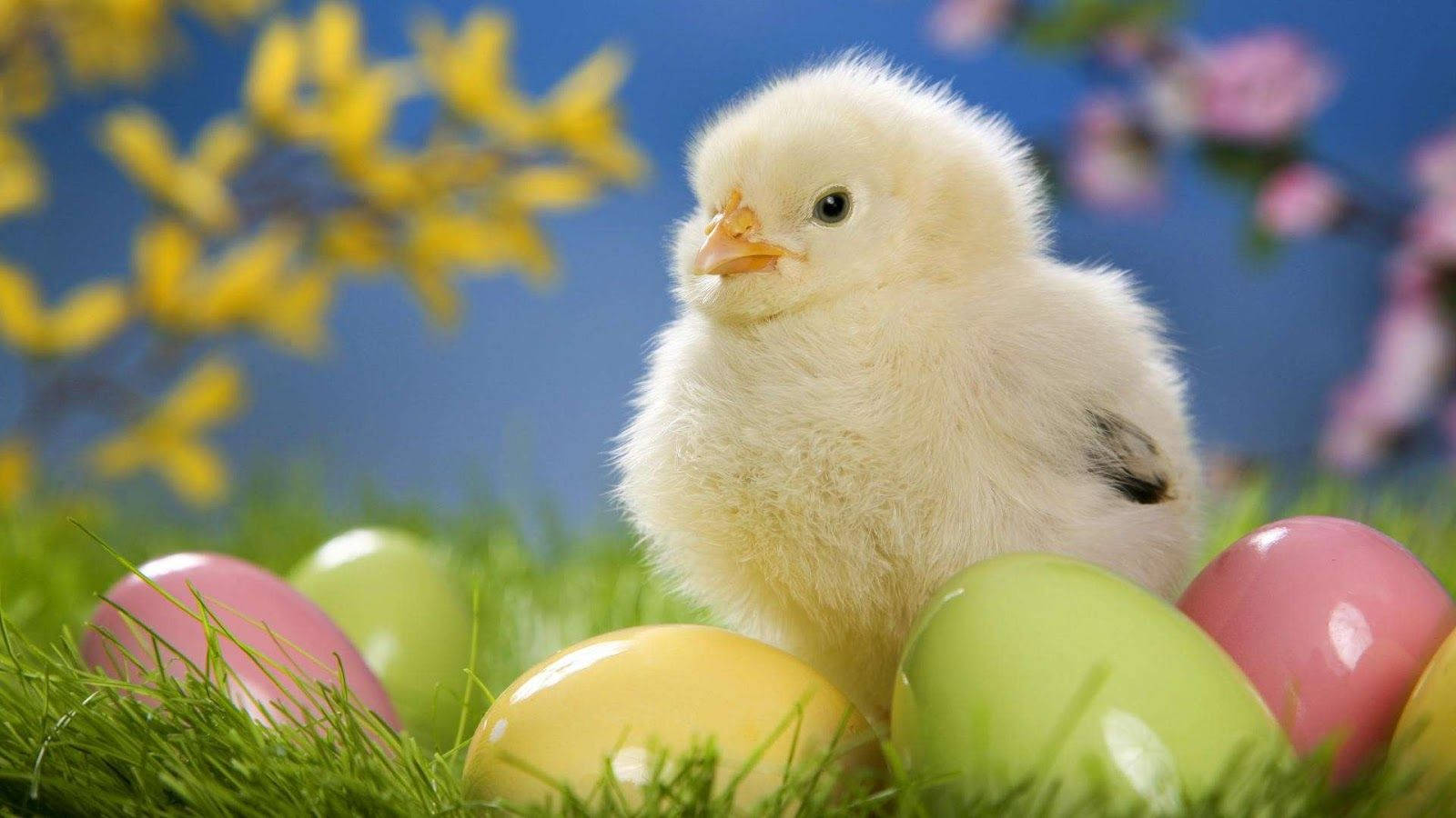 Cute Easter Chick, fluffy yellow chick, colorful Easter eggs, HD Desktop Wallpaper