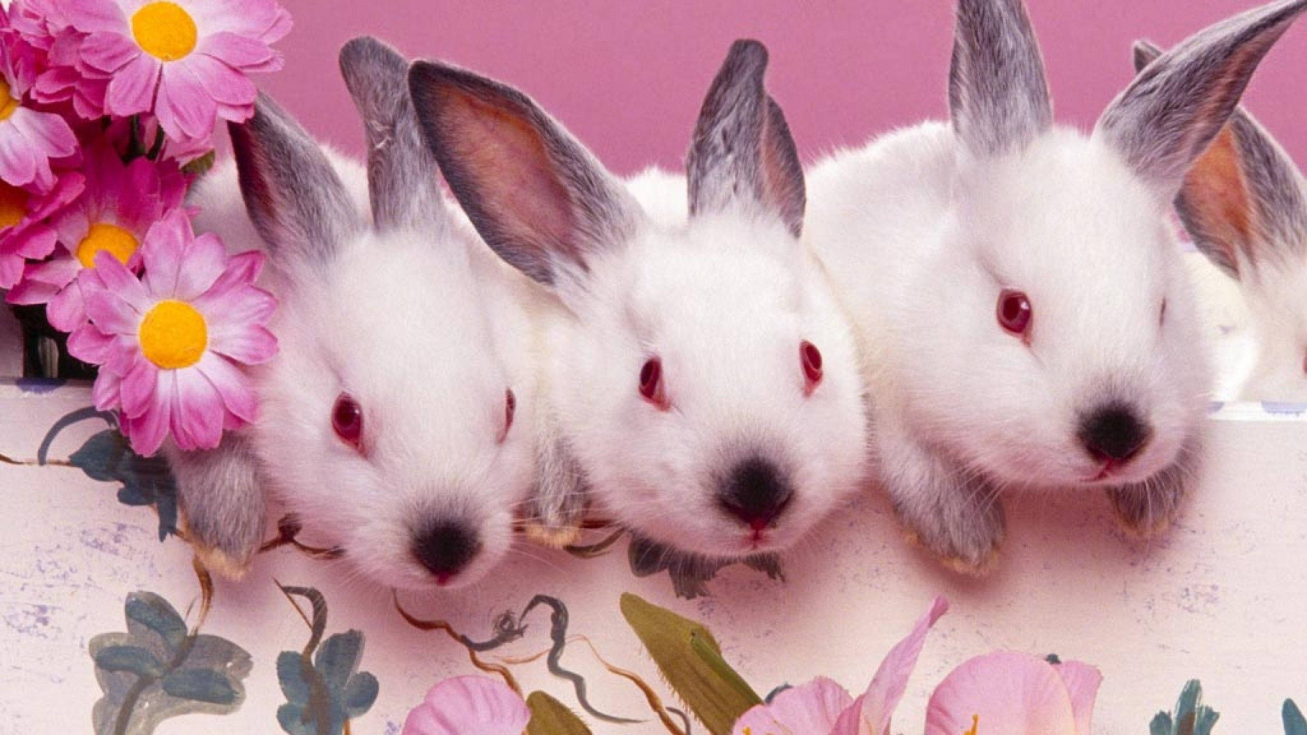 three cute easter bunnies, white rabbits, red eyes, 2K Desktop Wallpaper