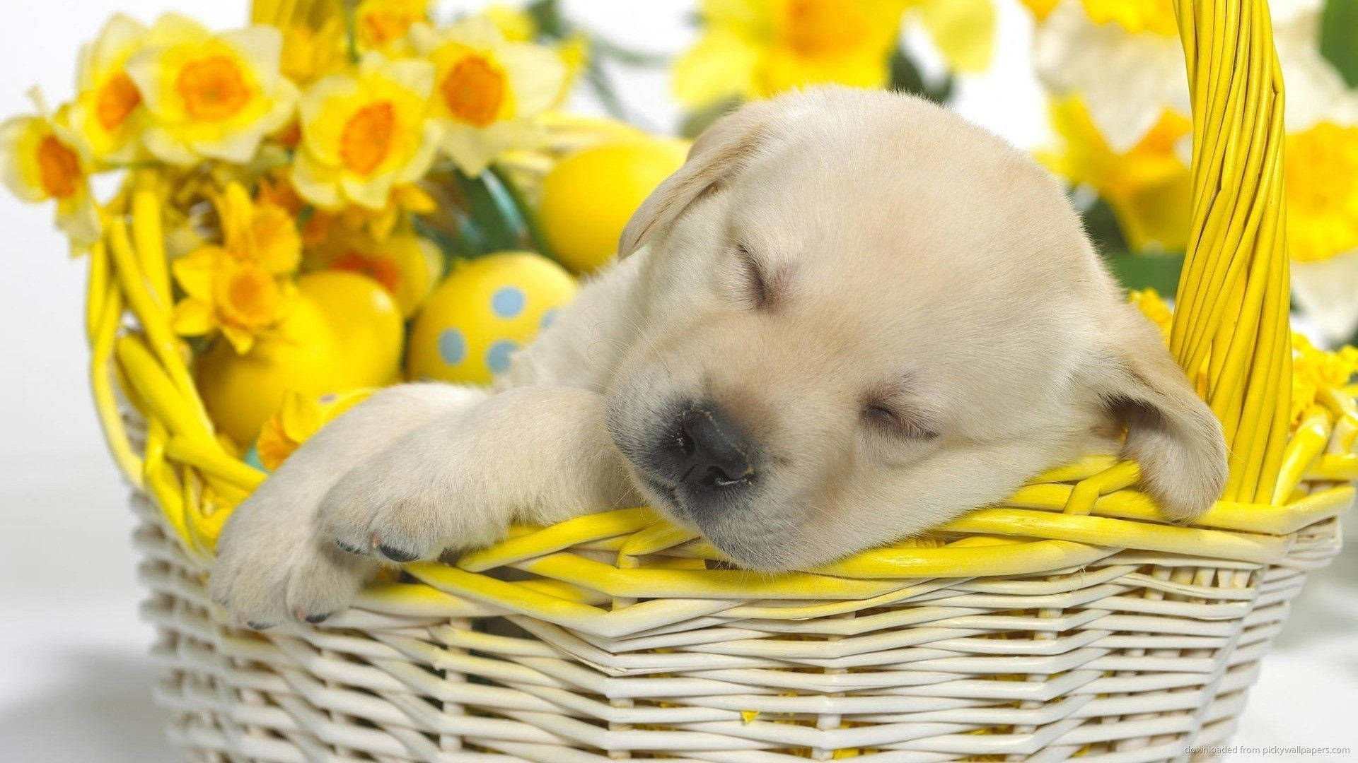 yellow lab puppy, white wicker basket, bright yellow daffodils, Full HD Desktop Wallpaper