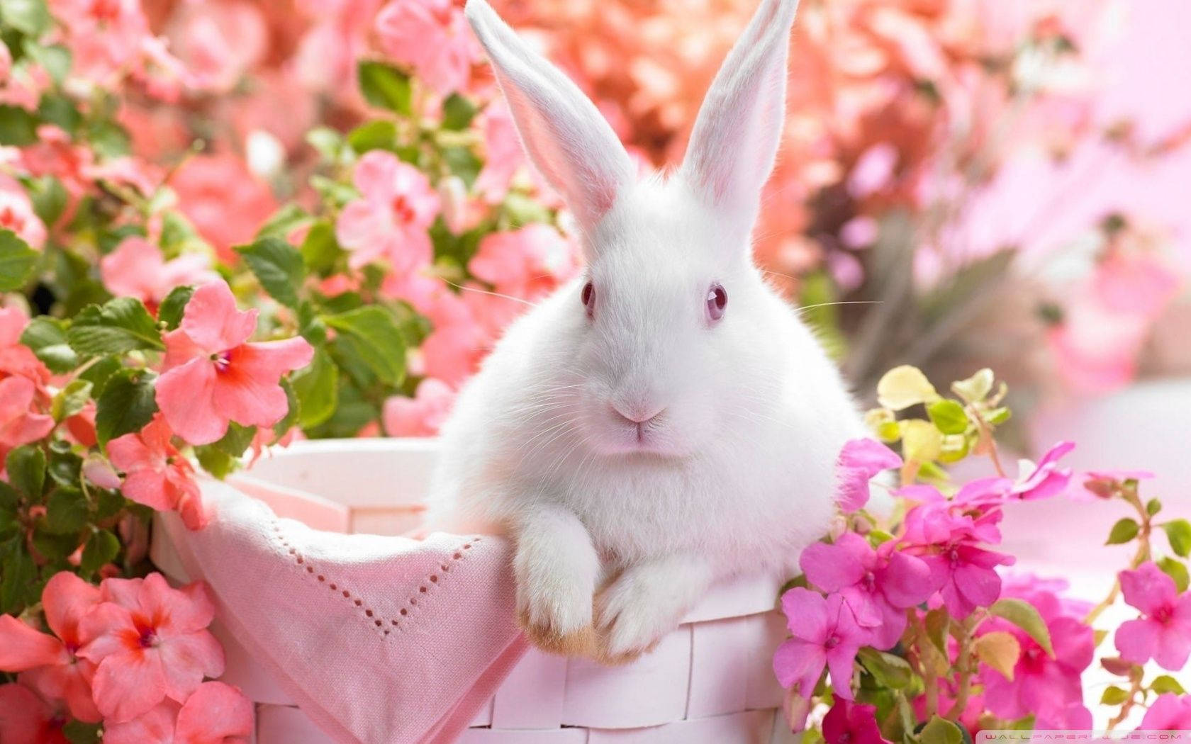 Cute Easter Bunny Aesthetic, fluffy white rabbit, pink basket, HD Desktop Wallpaper