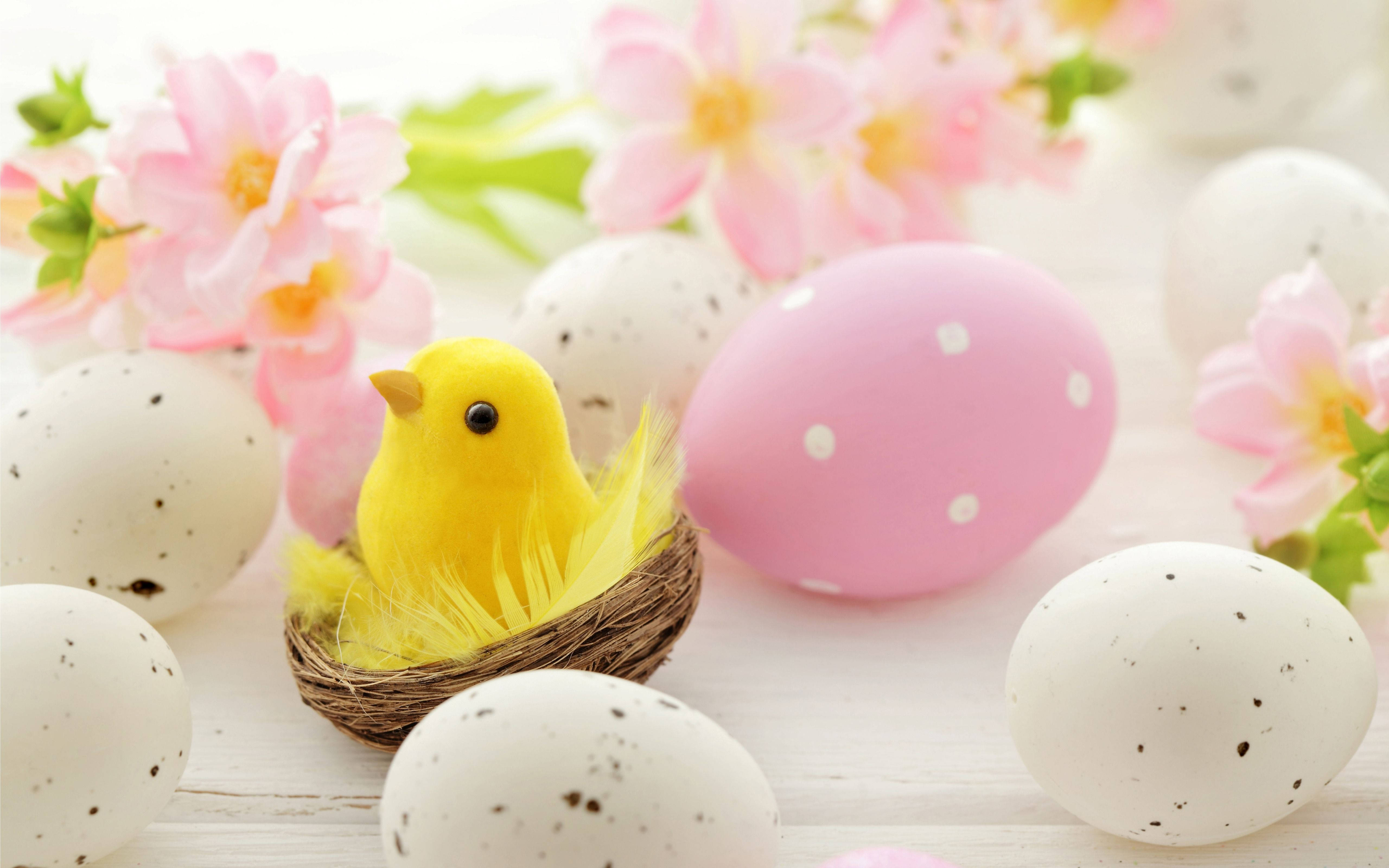 yellow chick, woven nest, speckled eggs, 5K Desktop Wallpaper