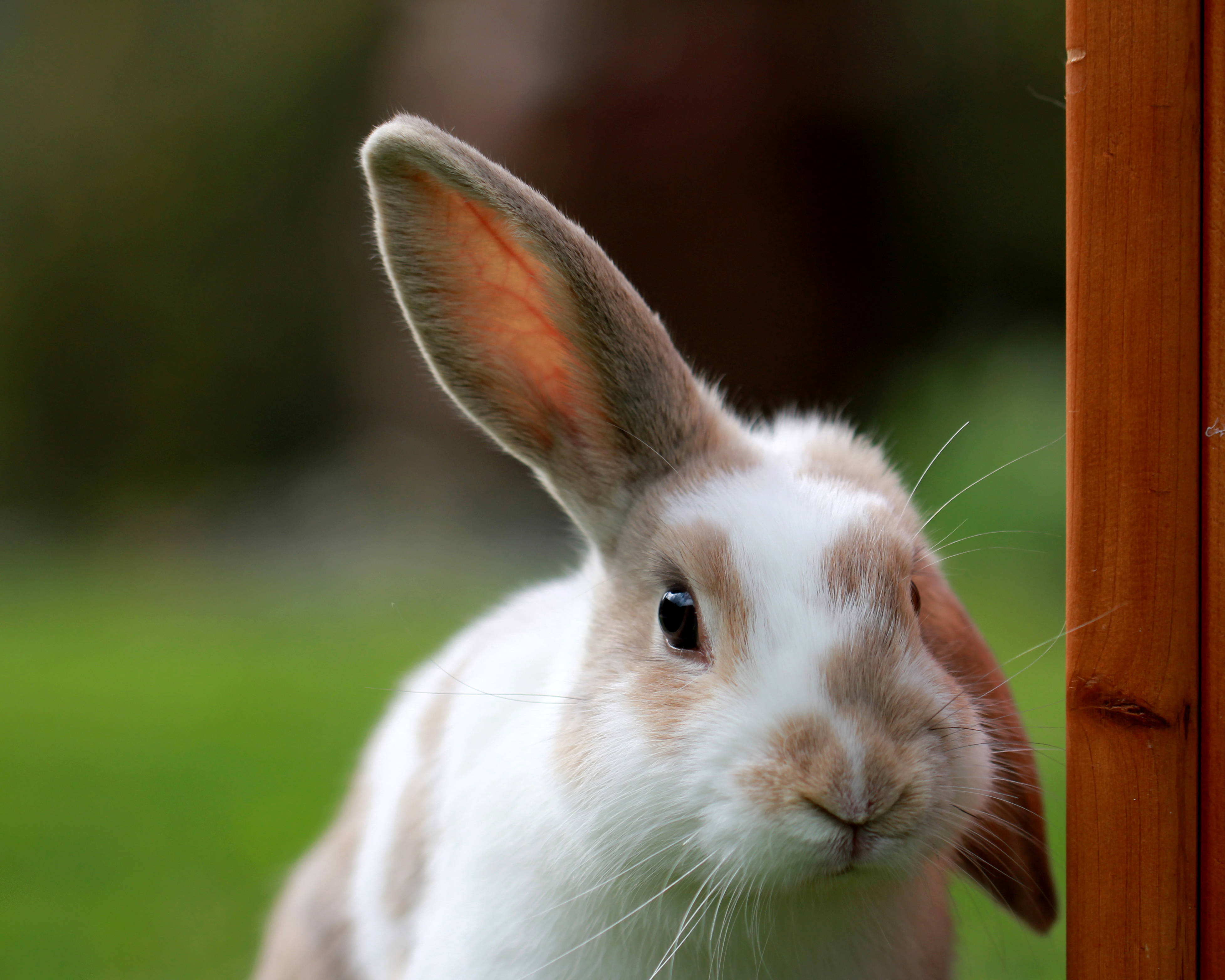 white and brown rabbit, wooden fence, lush green garden, 4K Desktop Wallpaper