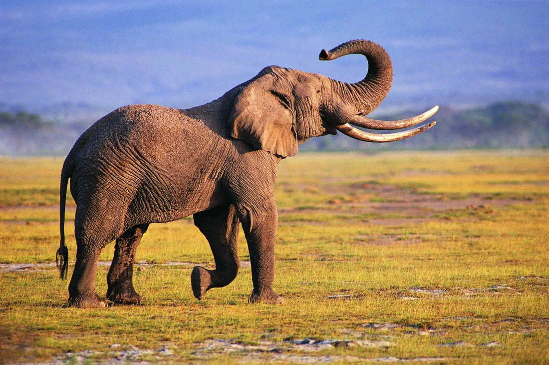 Cute Elephant