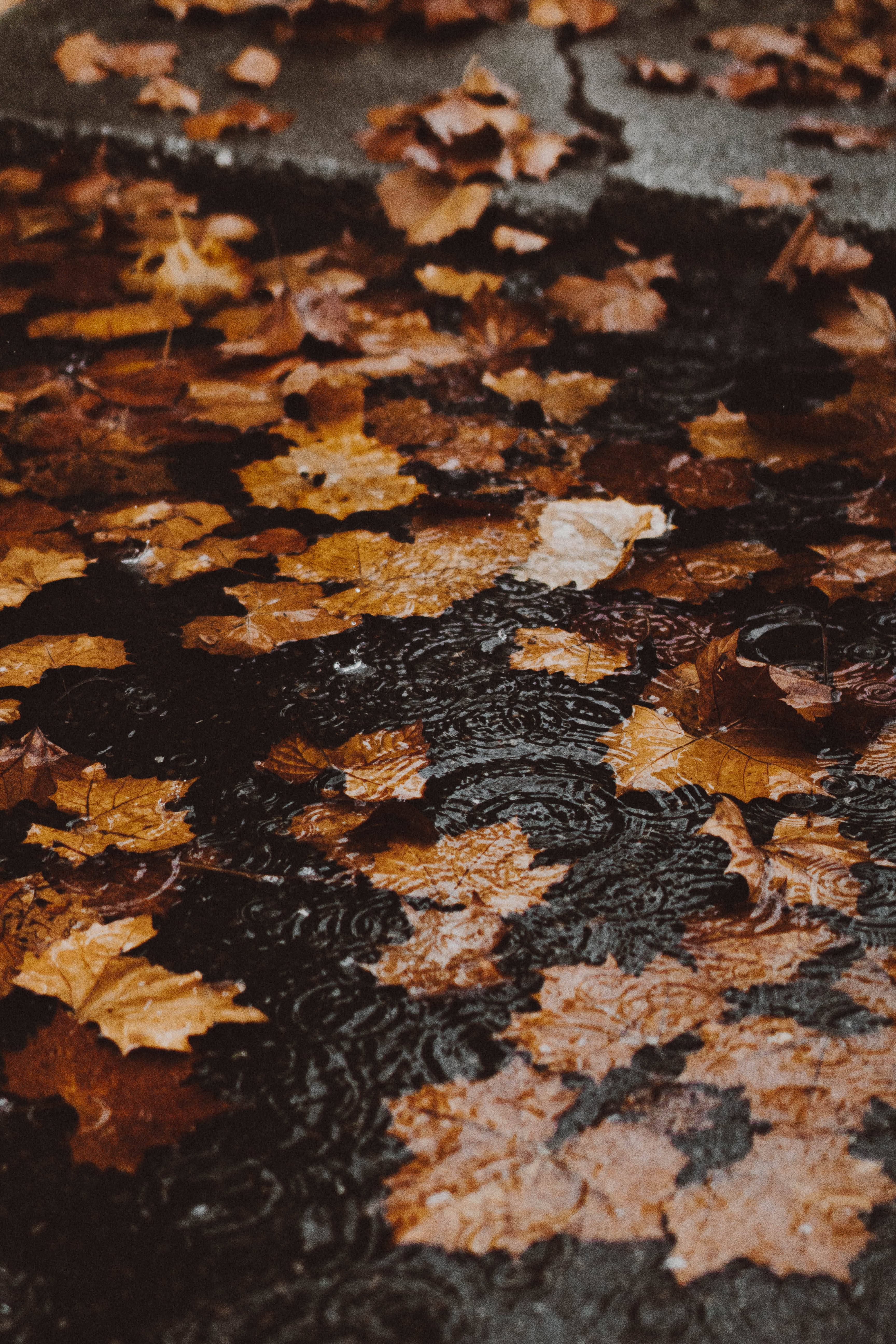 autumn leaves, dark puddle, raindrops, 5K Phone Wallpaper