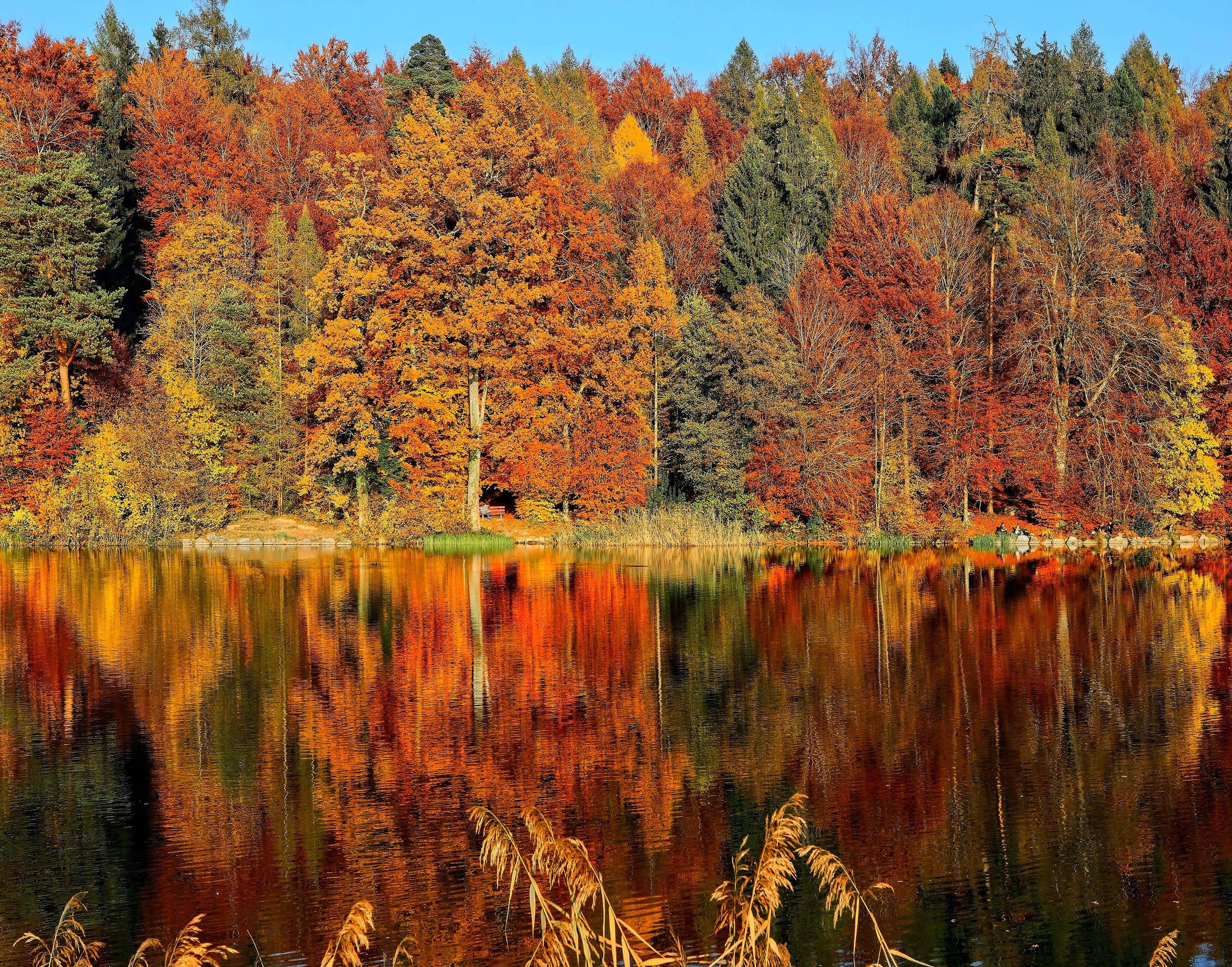 autumn lake, fiery orange and red foliage, clear blue sky, 2K Desktop Wallpaper