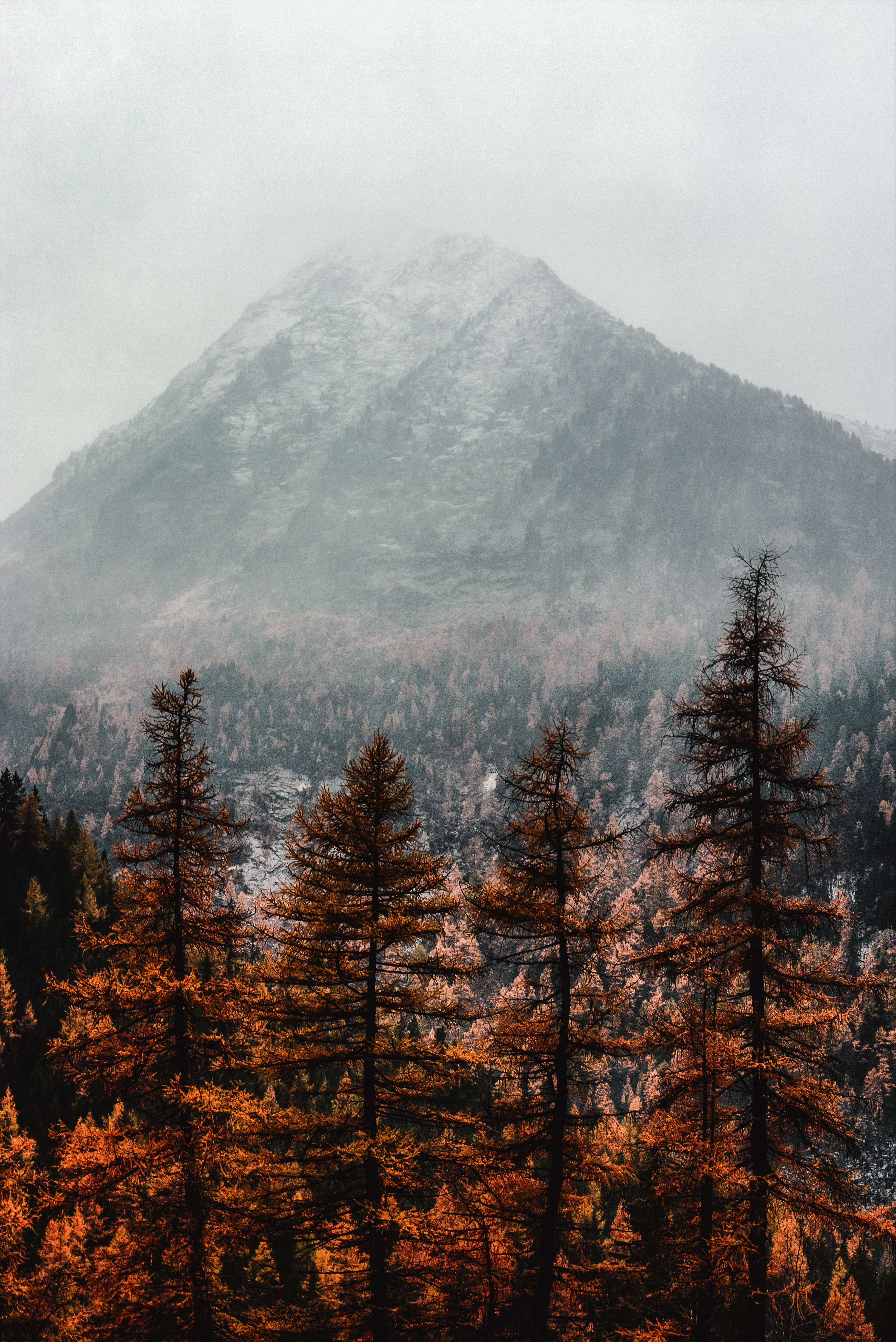 pines and mountain fall, misty mountain peak, snow, 5K Phone Wallpaper