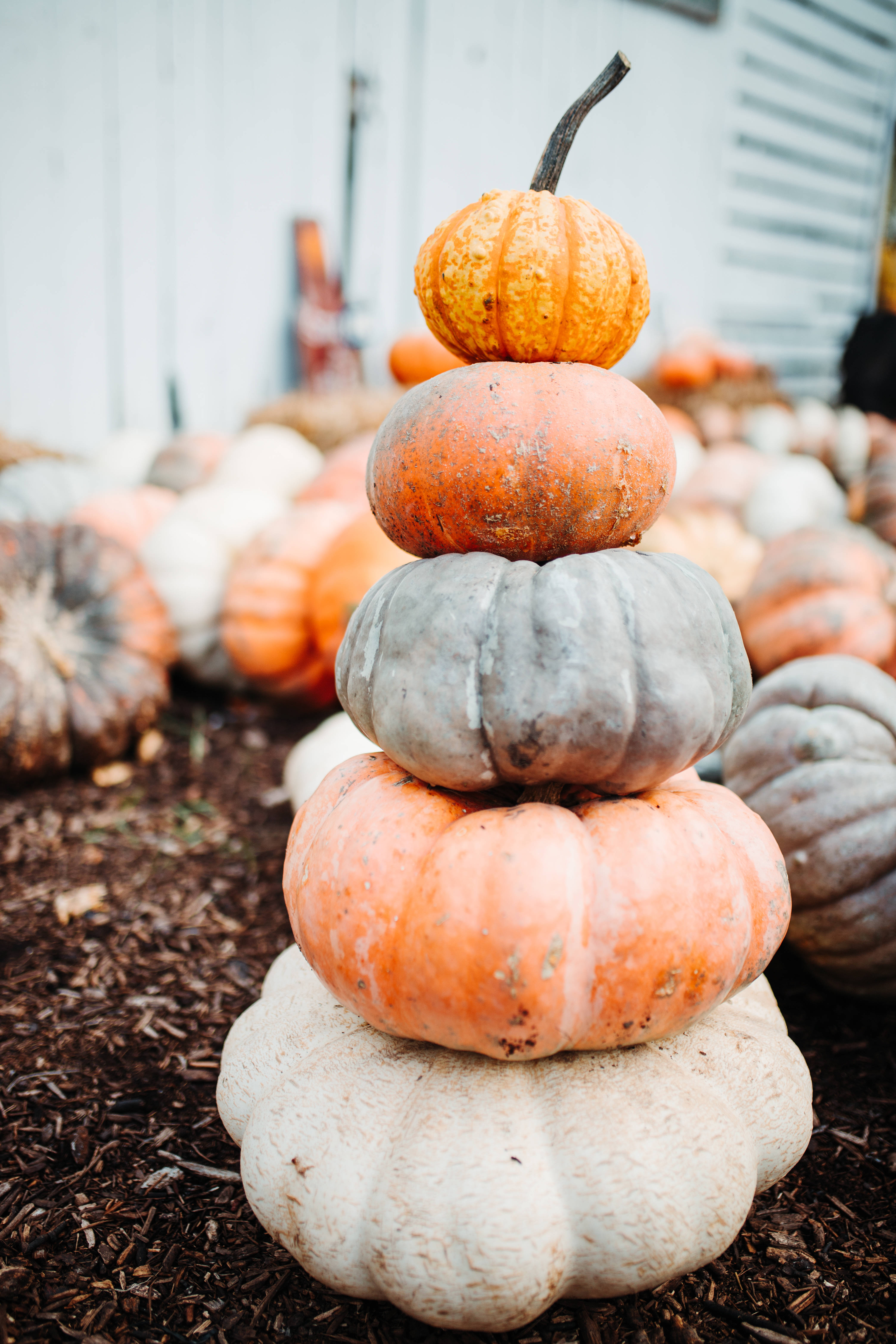 pumpkins, orange, gray, 5K Phone Wallpaper
