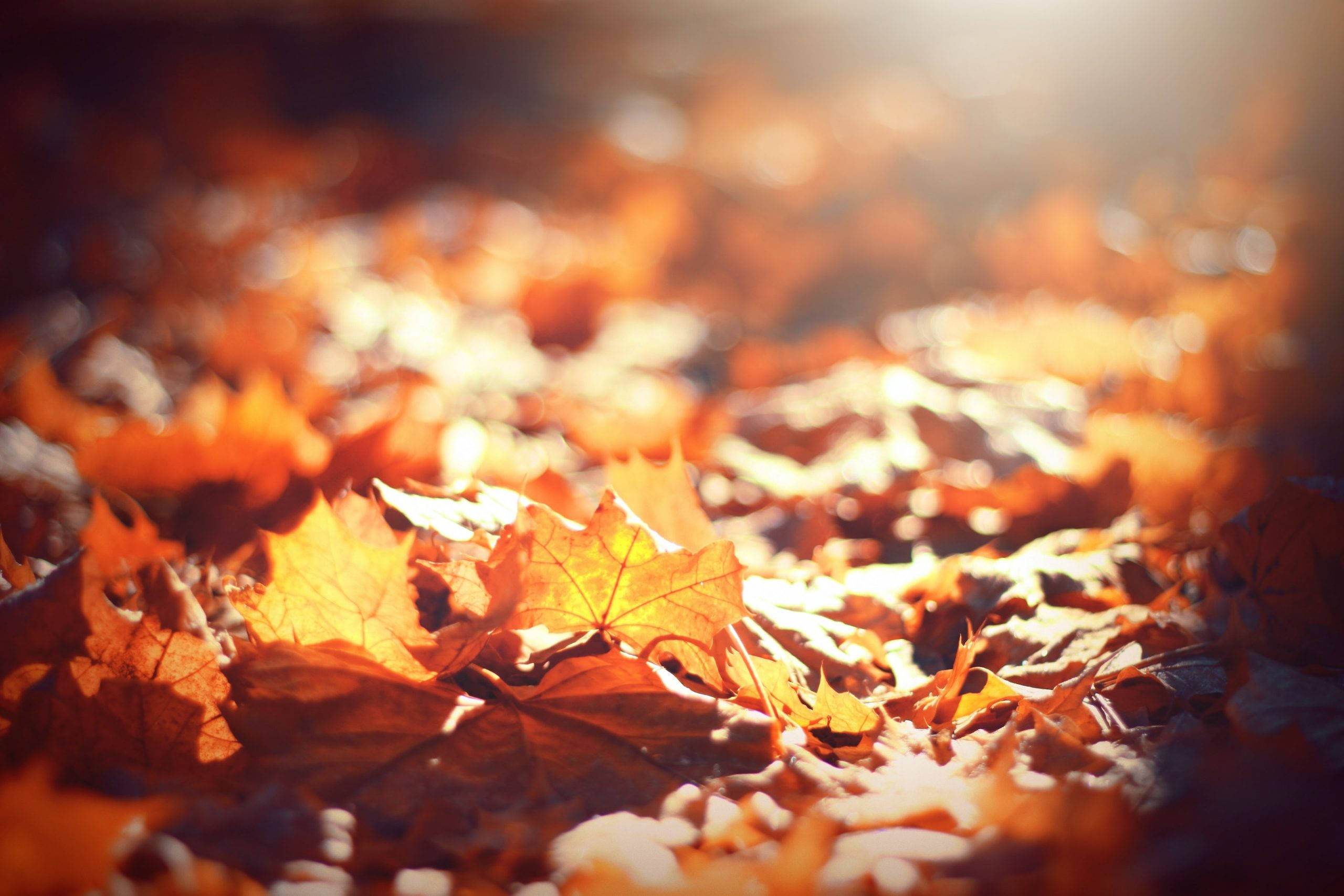 maple leaves, autumn forest floor, golden maple leaves, 2K Desktop Wallpaper
