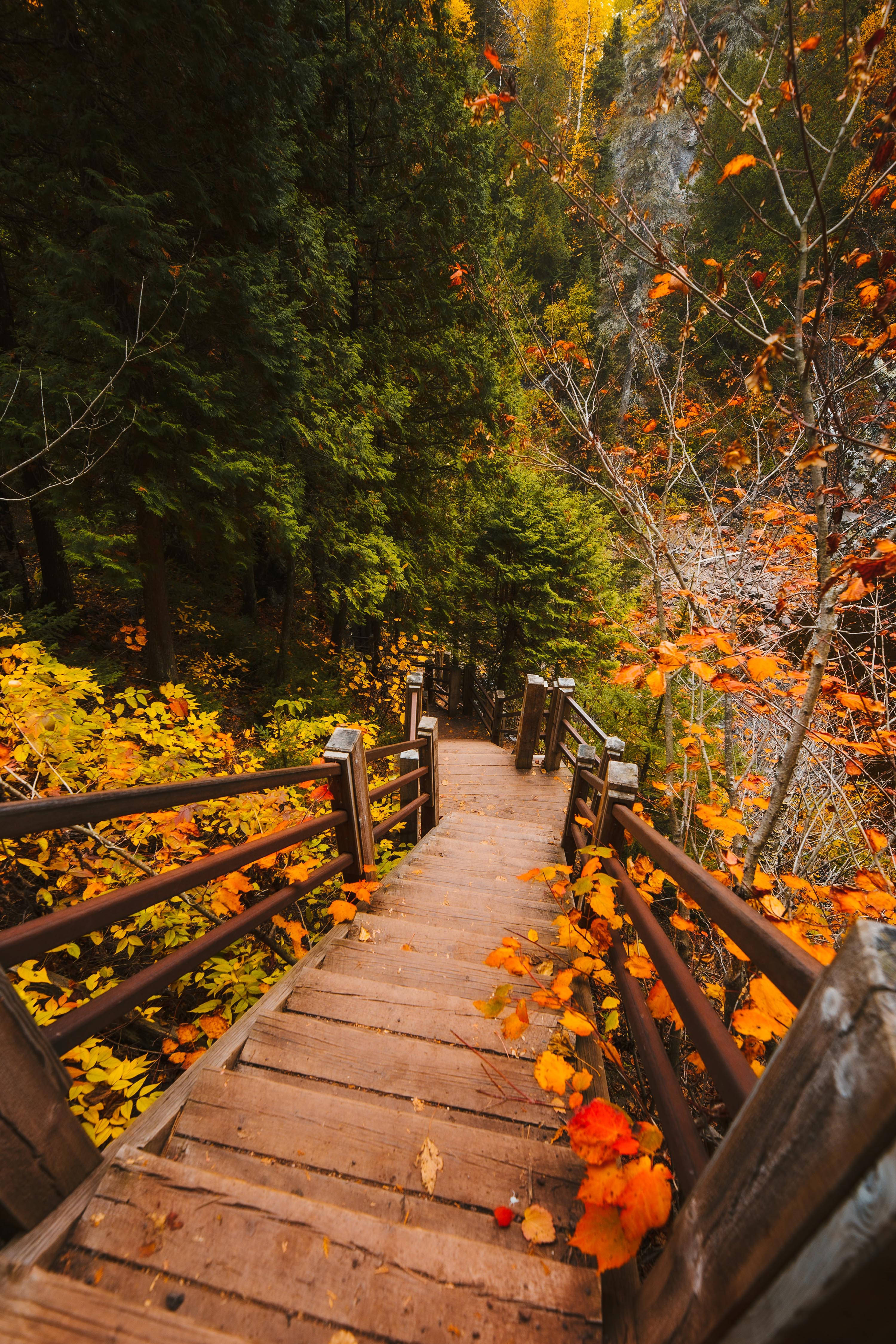 wooden staircase, forest, autumn colors, 4K Phone Wallpaper