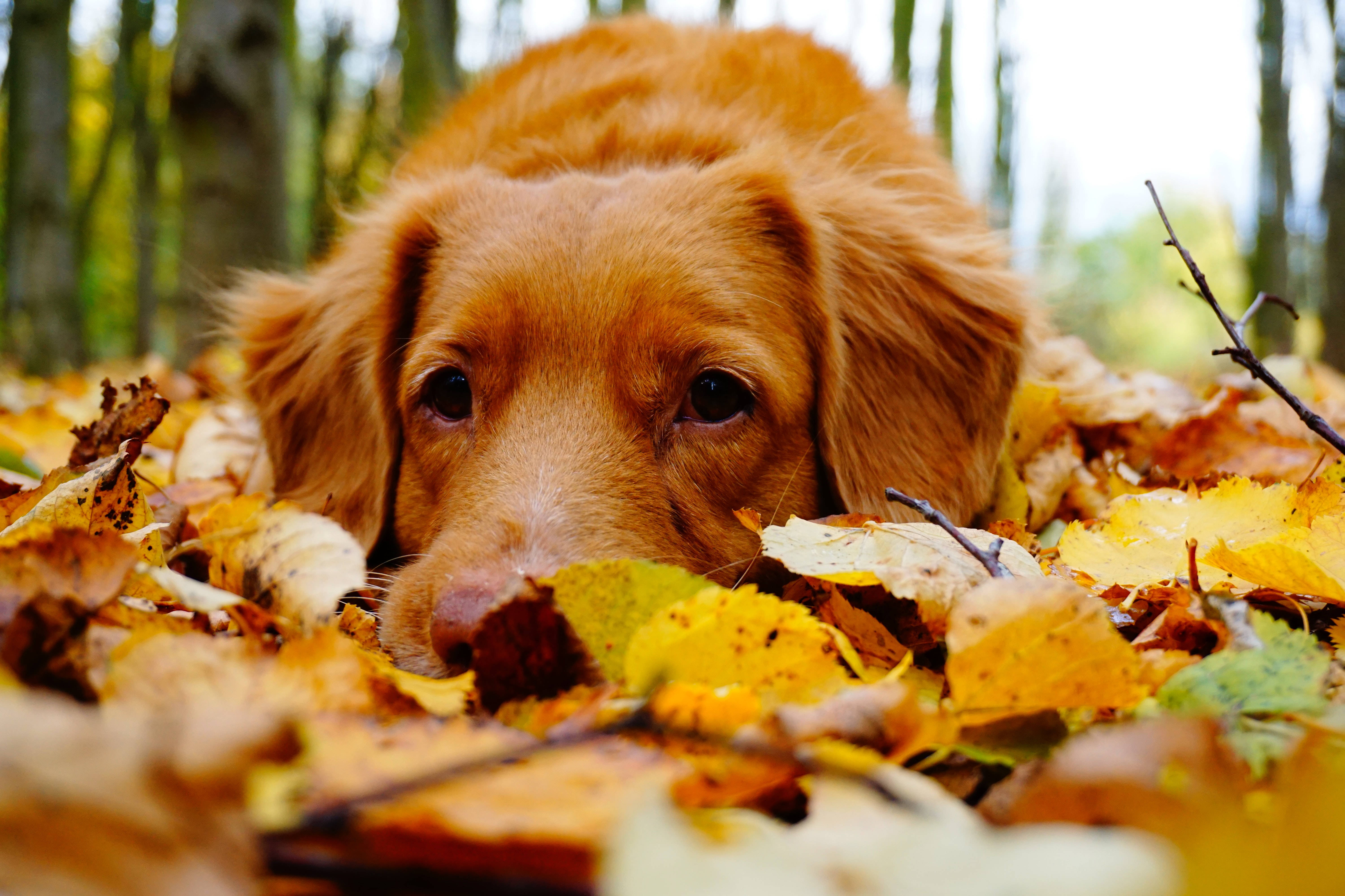 golden dog, autumn leaves, forest, 5K Desktop Wallpaper