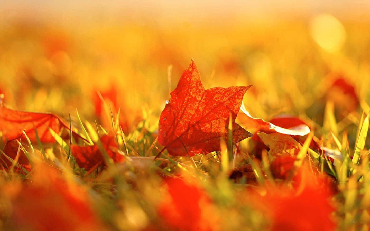 vibrant red maple leaf, sunlit grass, field of autumn foliage, HD Desktop Wallpaper