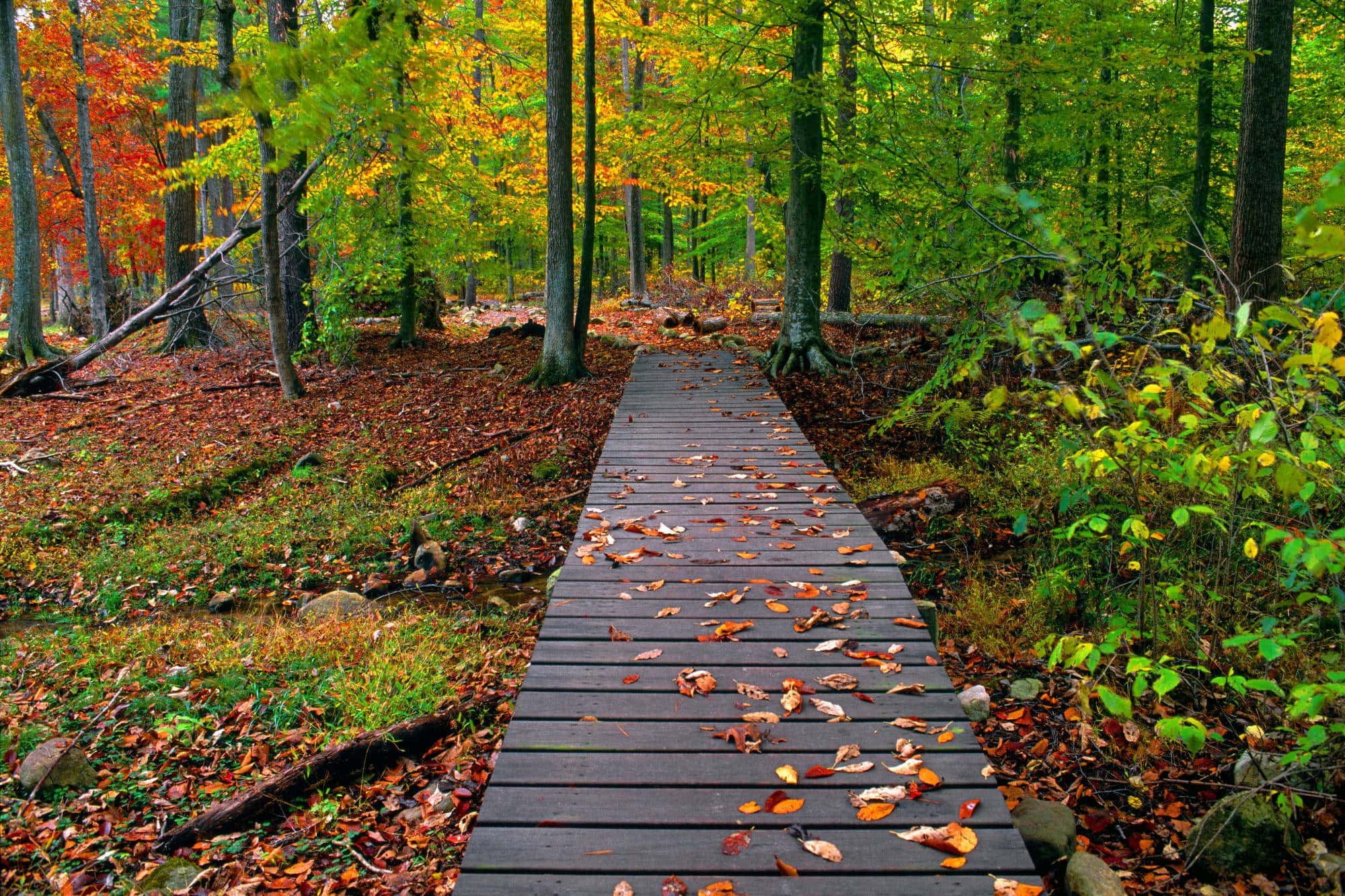 wooden boardwalk, vibrant autumn forest, fallen leaves, Full HD Desktop Wallpaper