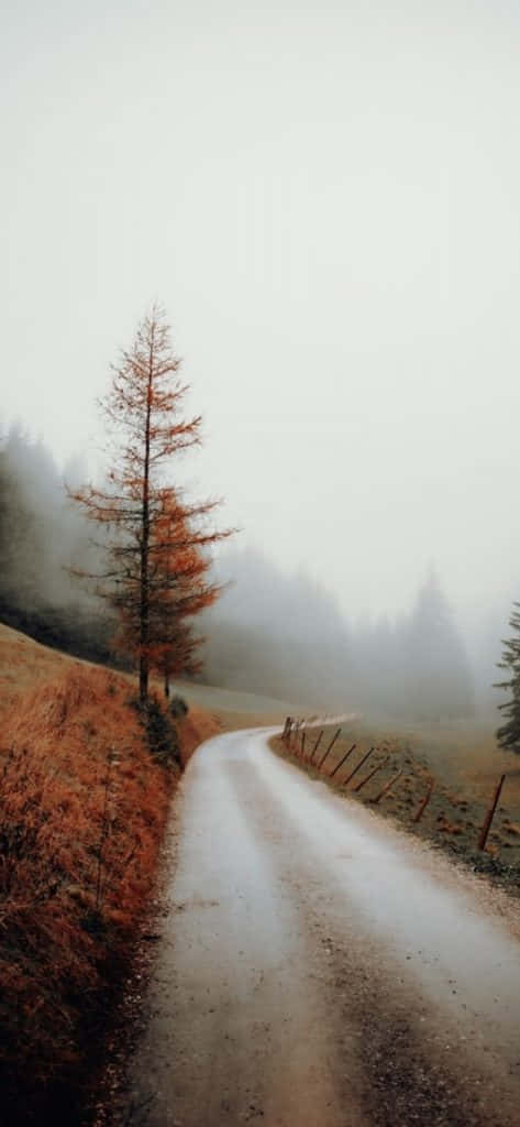 vintage fall, dirt road, misty forest, SD Phone Wallpaper
