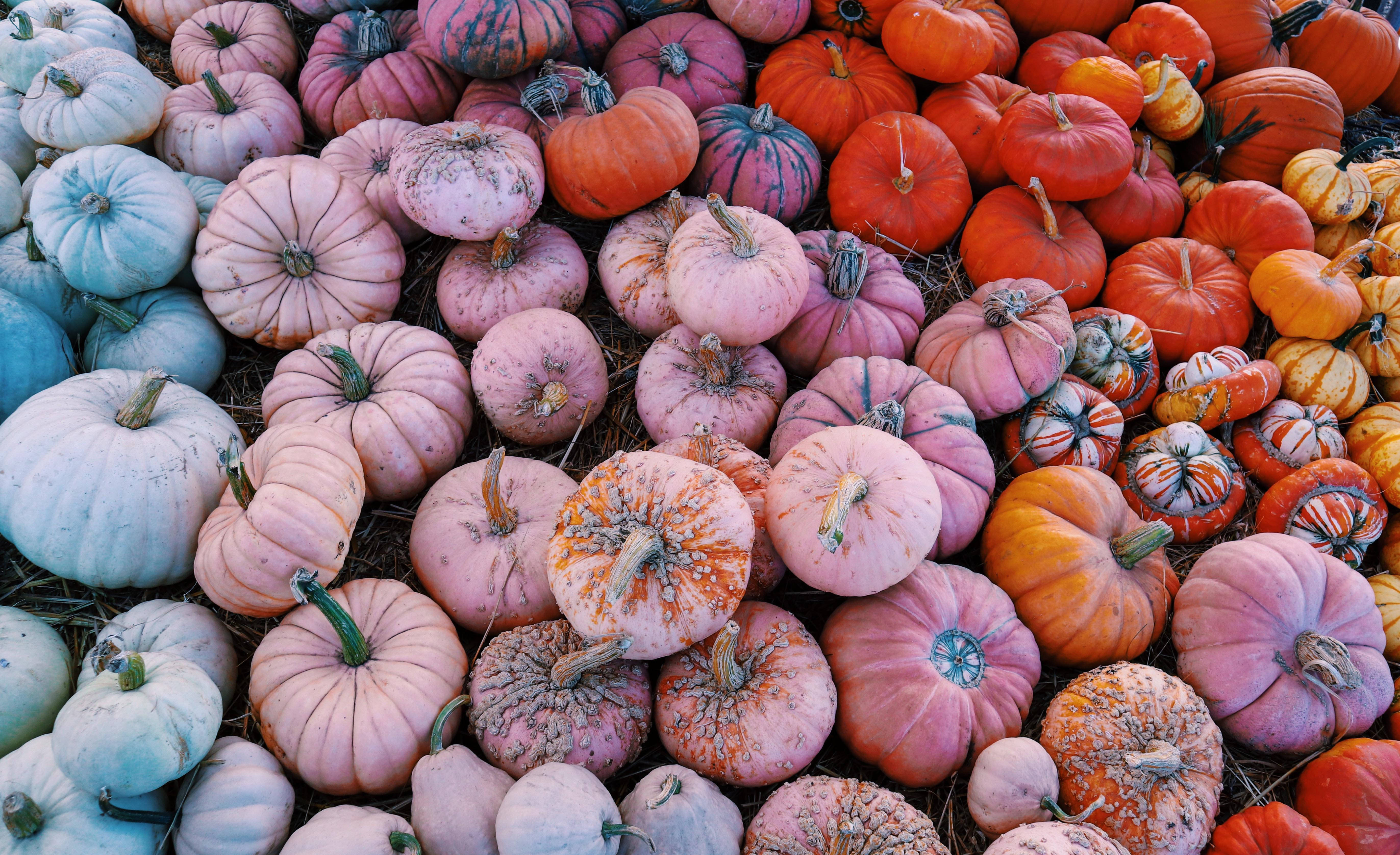 pumpkins, straw, pink, 5K Desktop Wallpaper