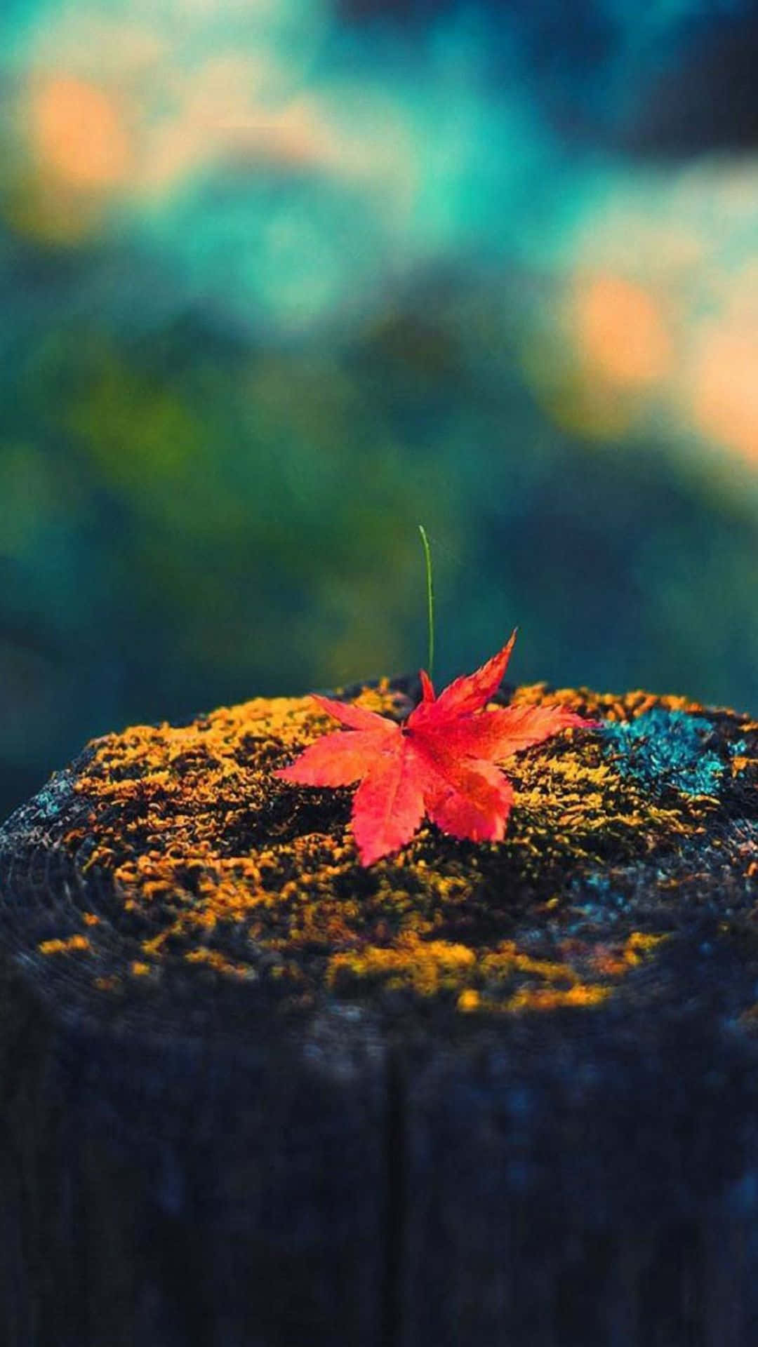 vibrant red maple leaf, mossy tree stump, dreamy teal and green blurred forest background, Full HD Phone Wallpaper