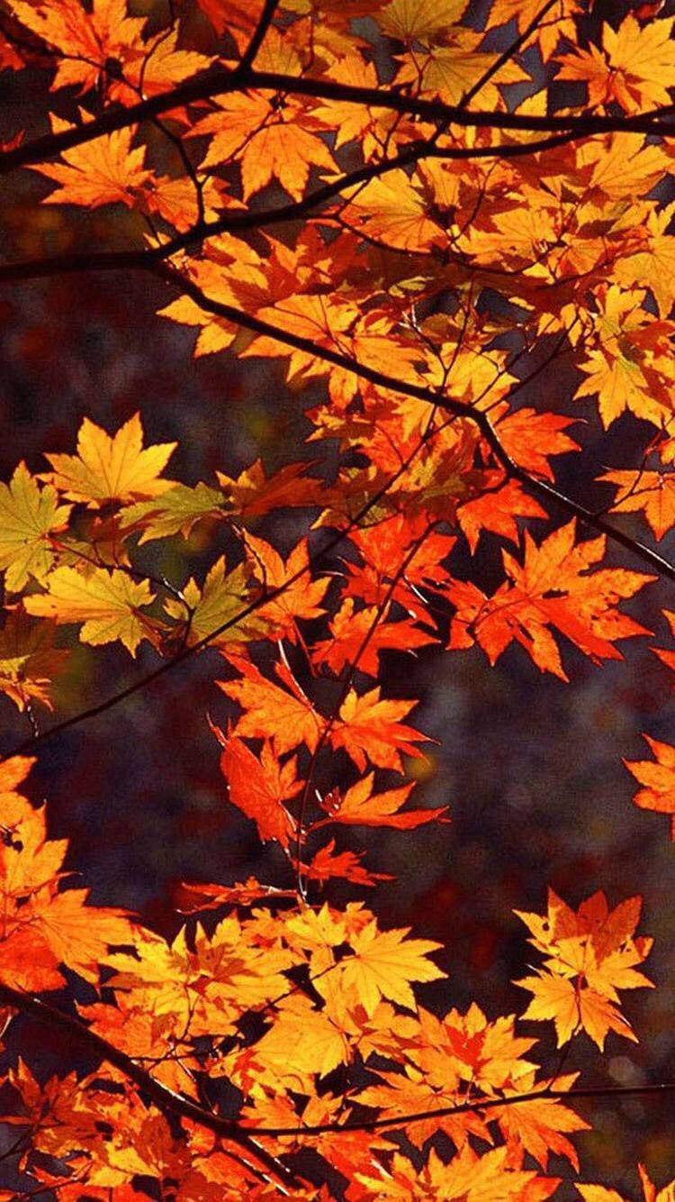 maple leaves, orange leaves, yellow leaves, HD Phone Wallpaper