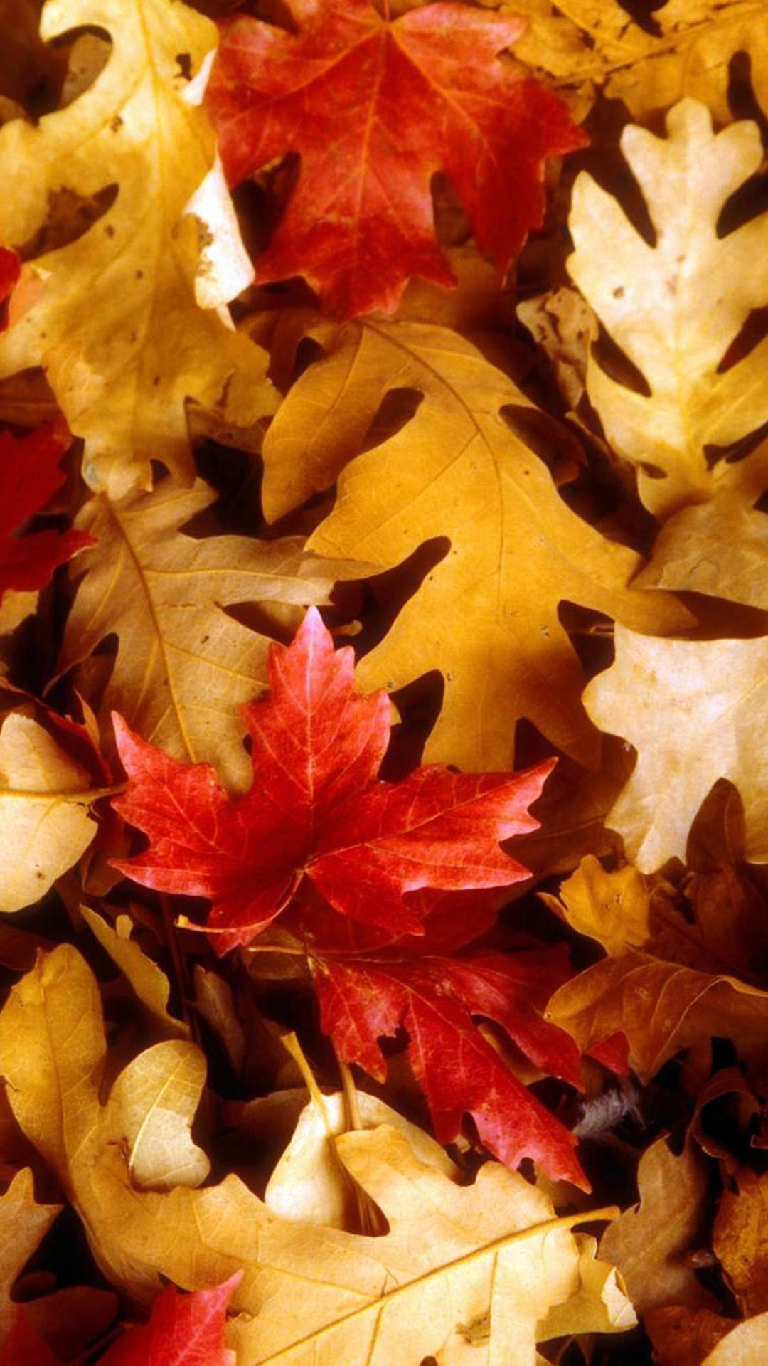 vibrant red maple leaves, golden oak leaves, crisp autumn foliage, Full HD Phone Wallpaper
