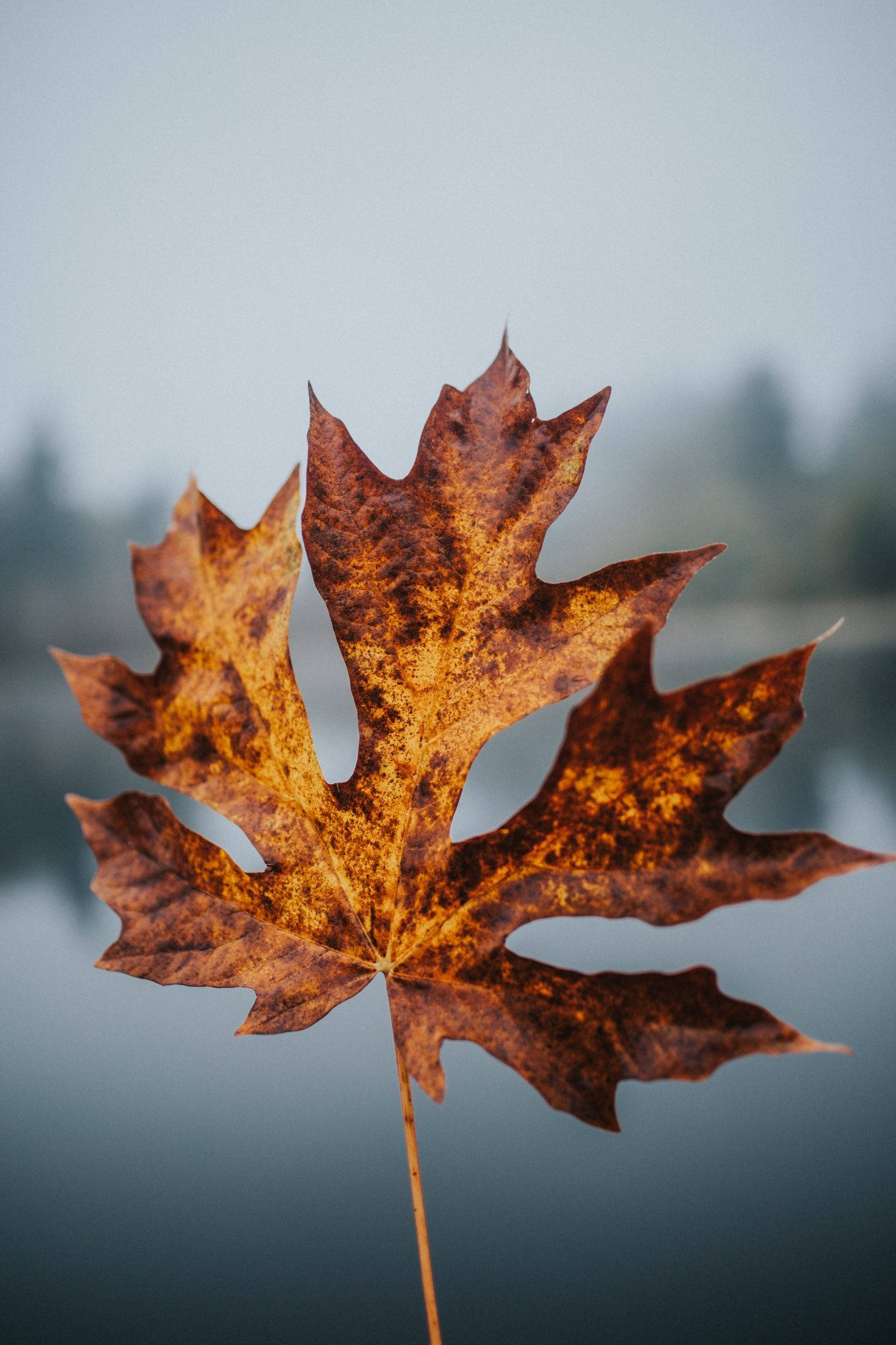 vibrant orange maple leaf, intricate veins, soft blurred lake, Full HD Phone Wallpaper