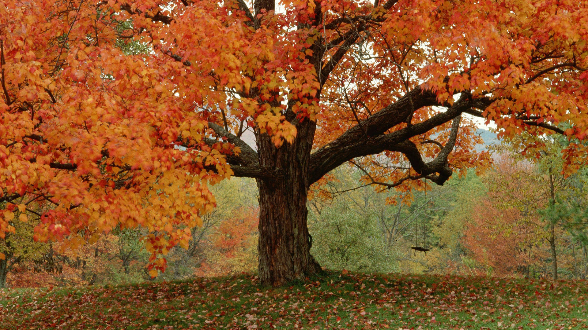 majestic maple tree, fiery orange and red leaves, soft-focus forest backdrop, Full HD Desktop Wallpaper