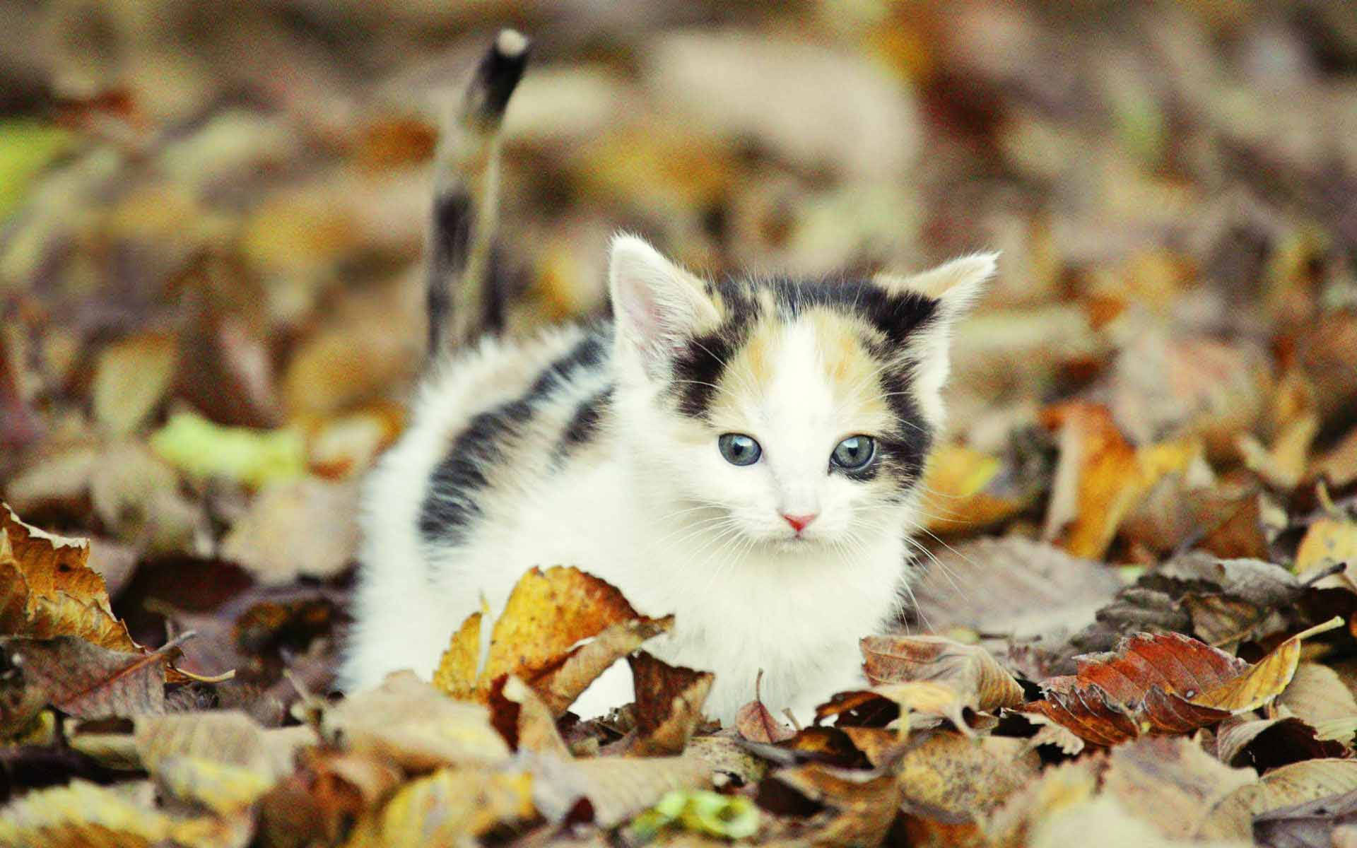calico kitten, blue eyes, golden autumn leaves, Full HD Desktop Wallpaper