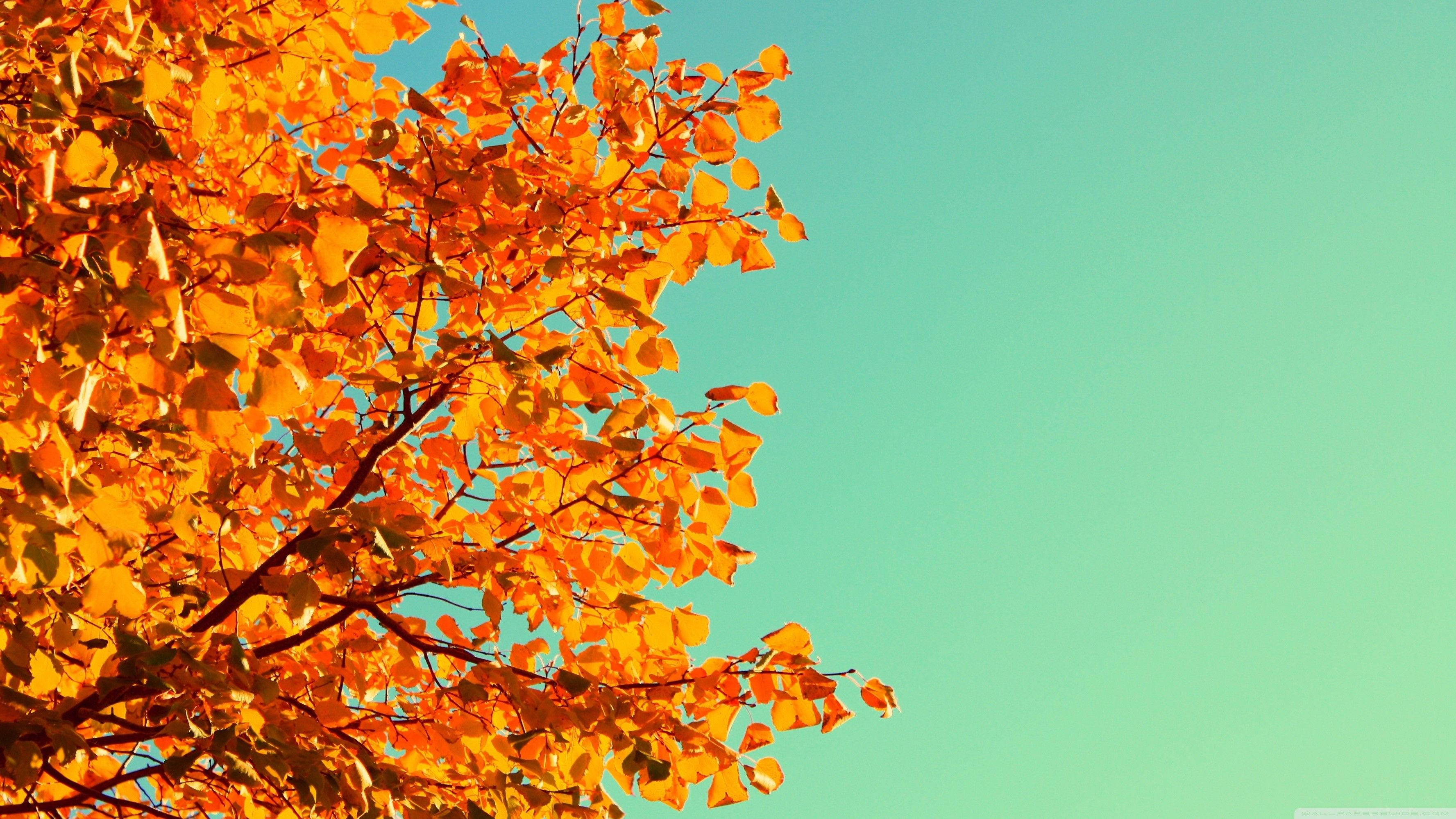 Cute Fall Sky, vibrant orange autumn leaves, clear teal sky, 2K Desktop Wallpaper