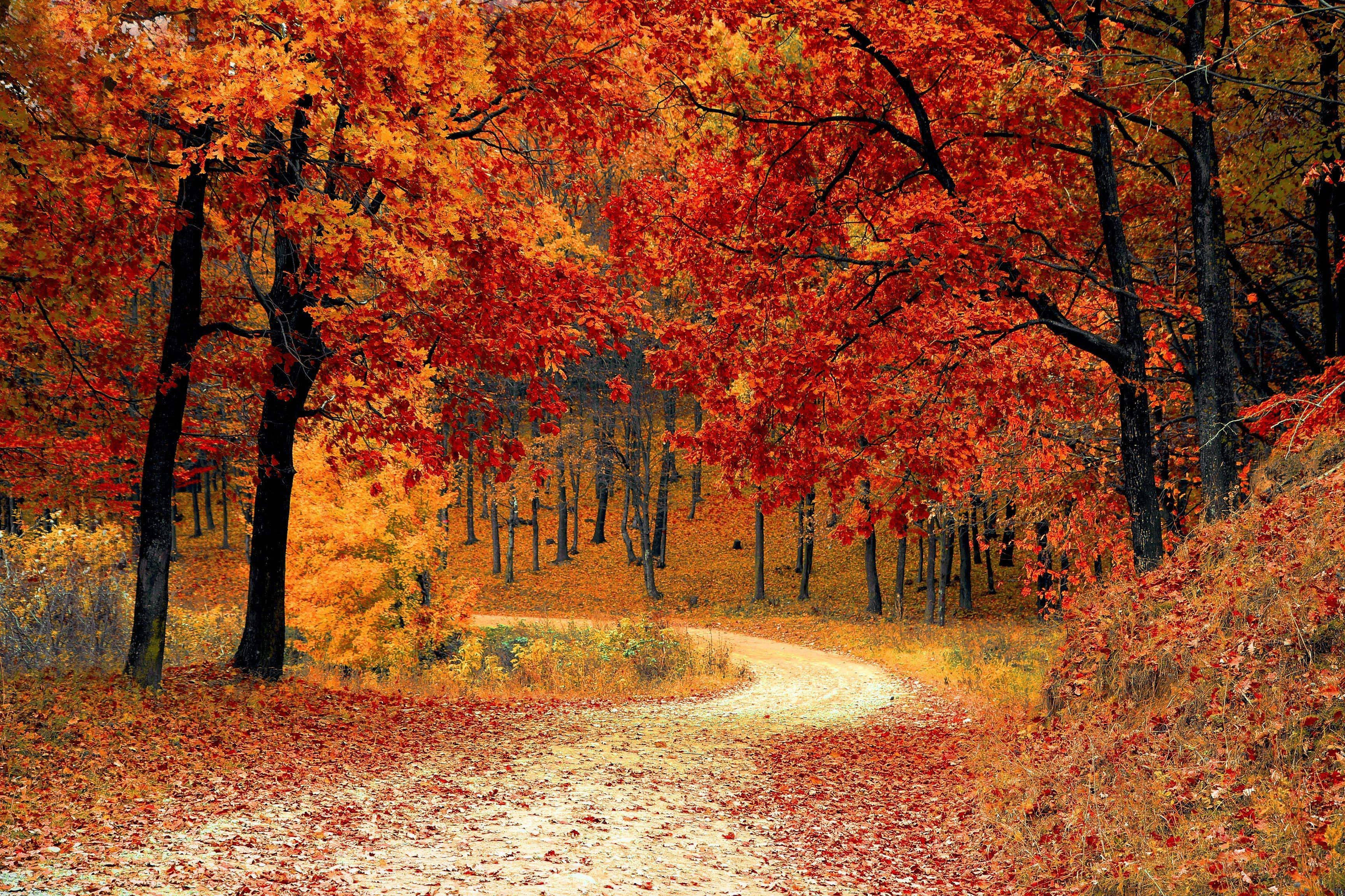 cute fall aesthetic forest path, fiery red, golden, 2K Desktop Wallpaper