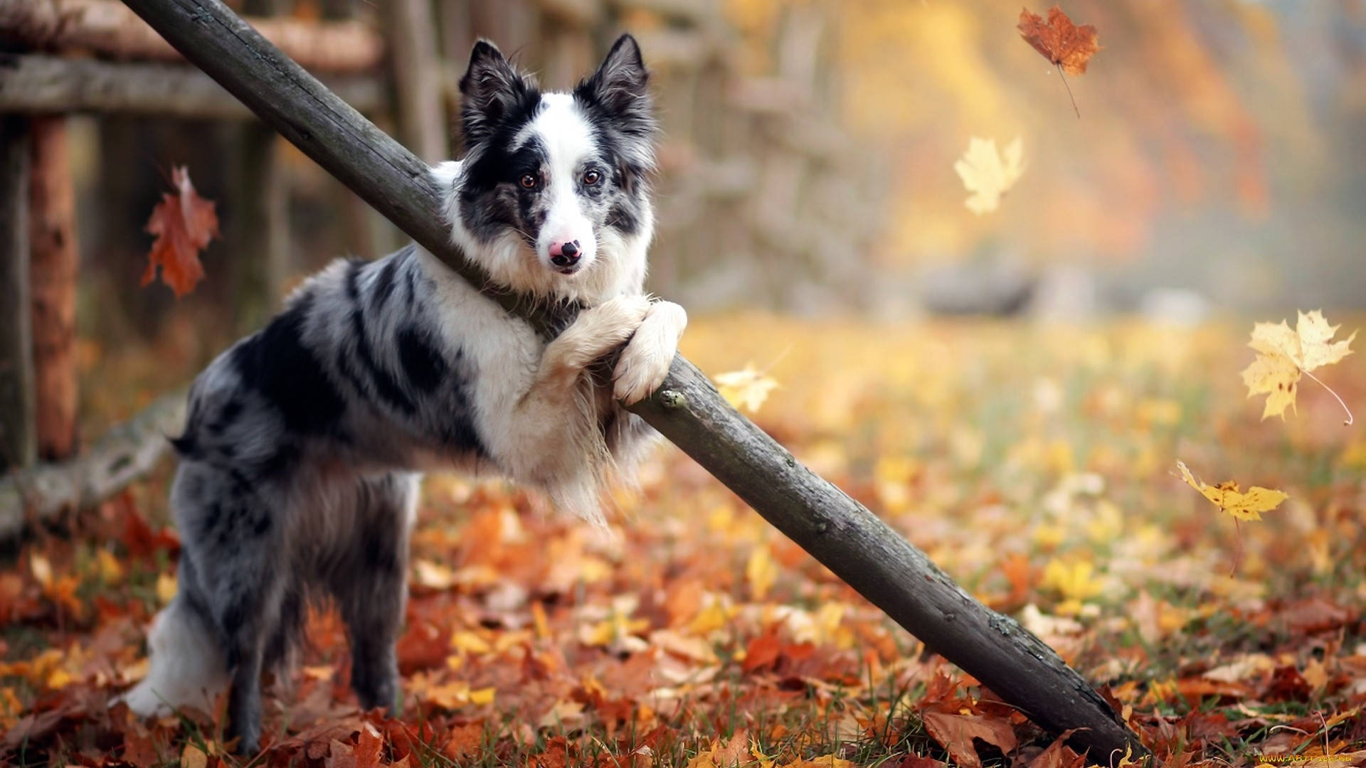 black and white border collie, fallen log, carpet of golden autumn leaves, Full HD Desktop Wallpaper