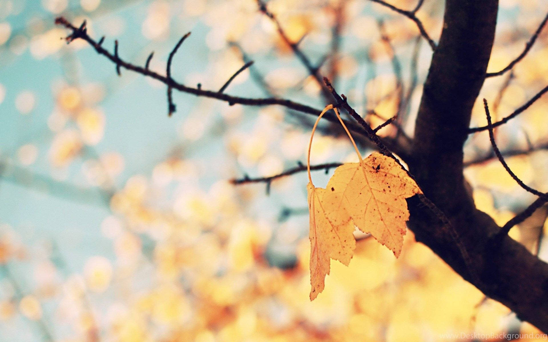 golden maple leaf, bare branch, soft blue sky, Full HD Desktop Wallpaper