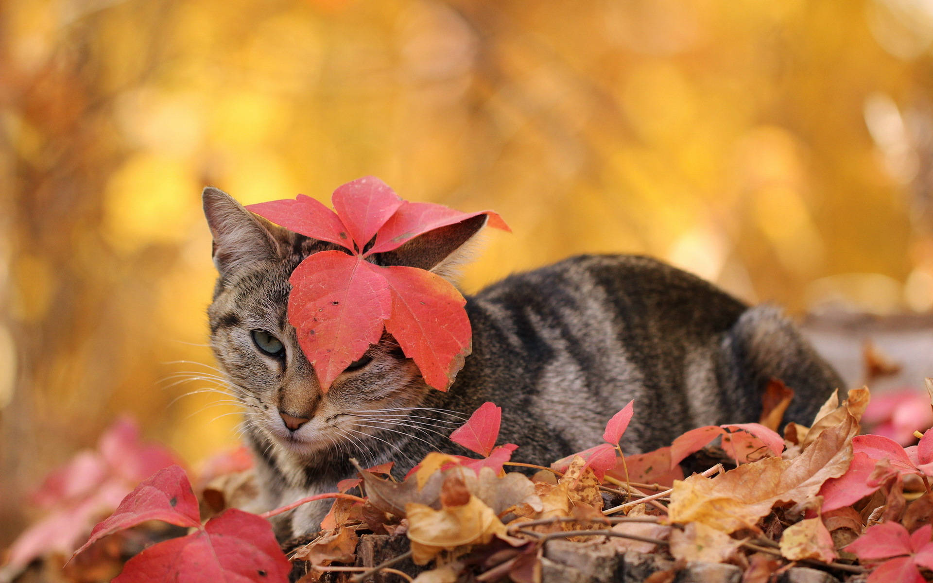 tabby cat, vibrant red and golden autumn leaves, leaf gently covering its eye, Full HD Desktop Wallpaper