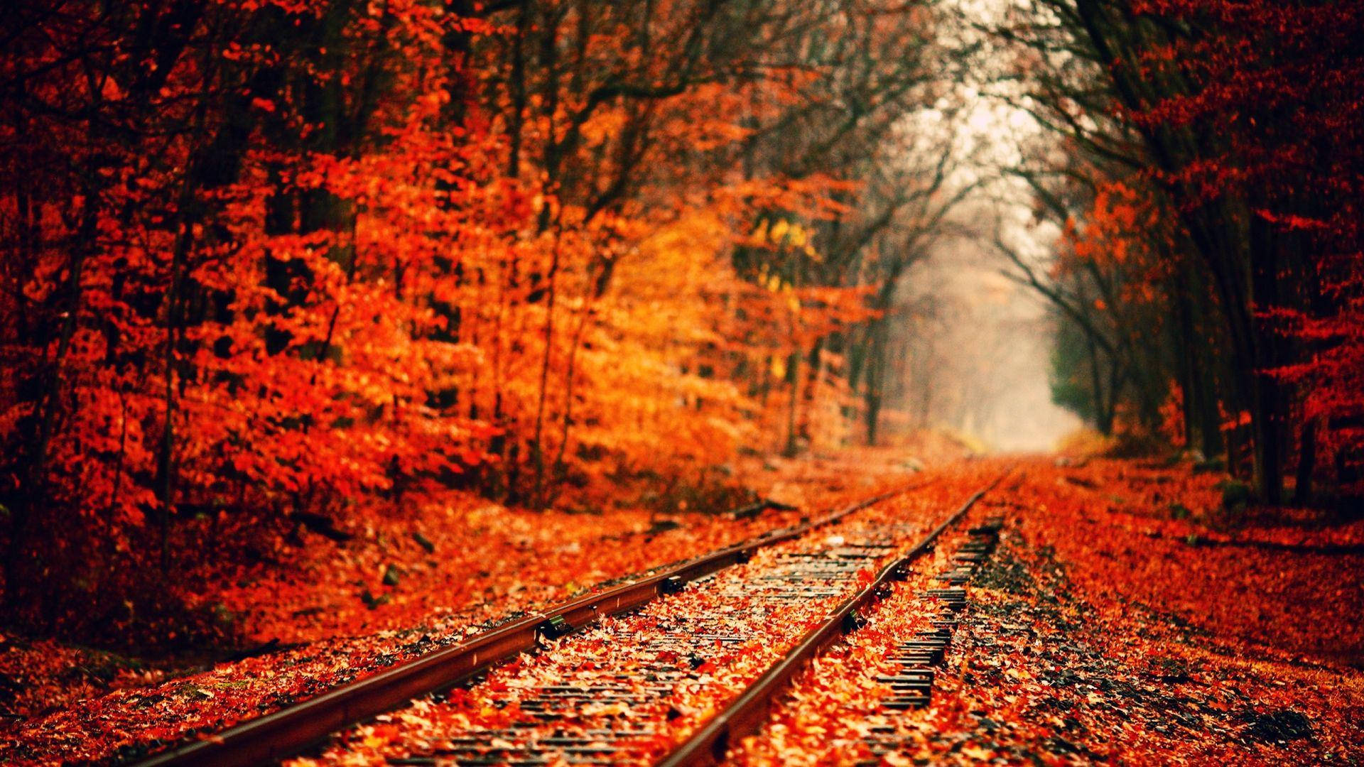 cute fall, railroad tracks, dense forest, Full HD Desktop Wallpaper