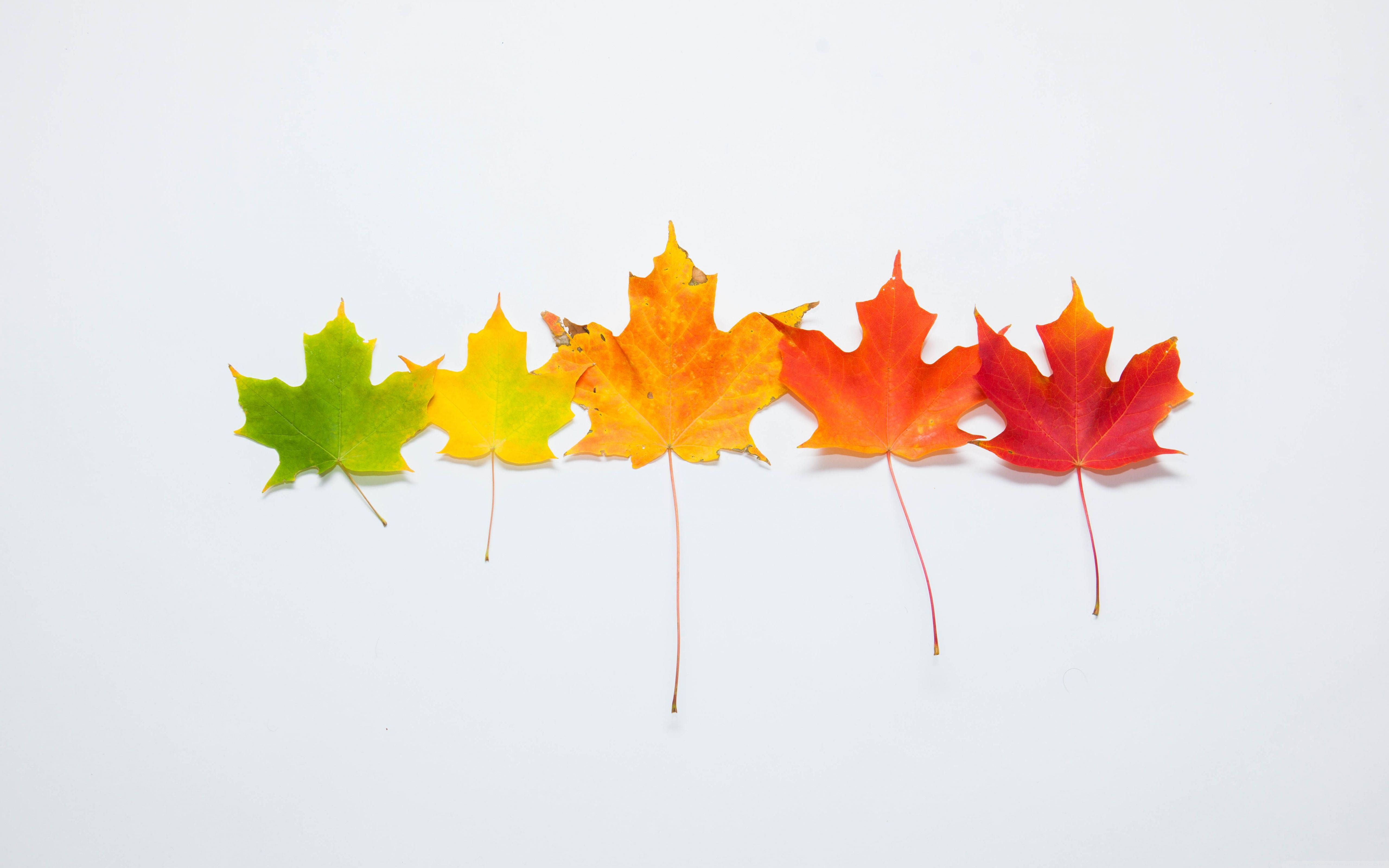 maple leaves, gradient autumn hues, green to red, 5K Desktop Wallpaper