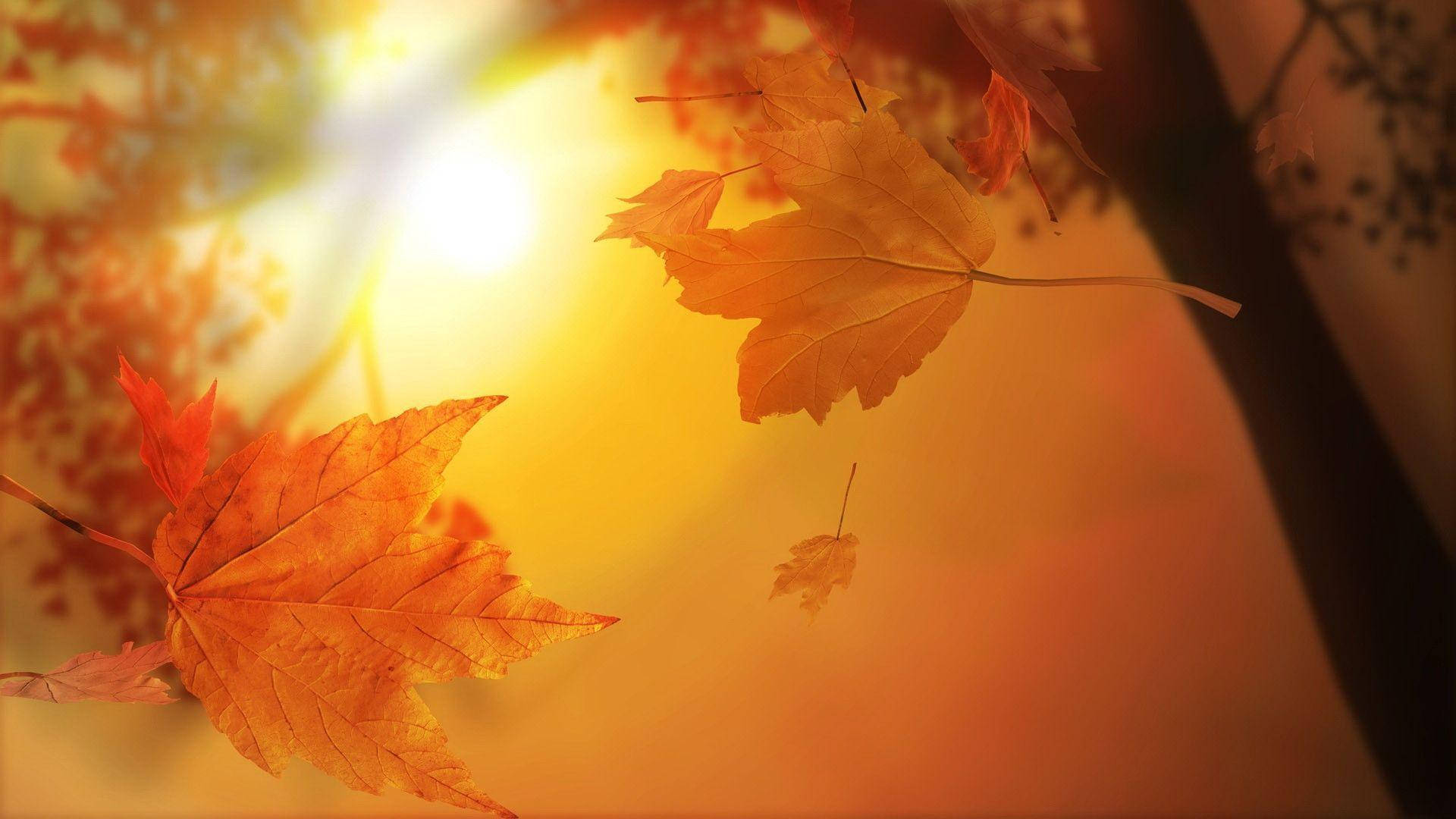 Cute Fall Sun, golden maple leaves, warm sunlight, Full HD Desktop Wallpaper