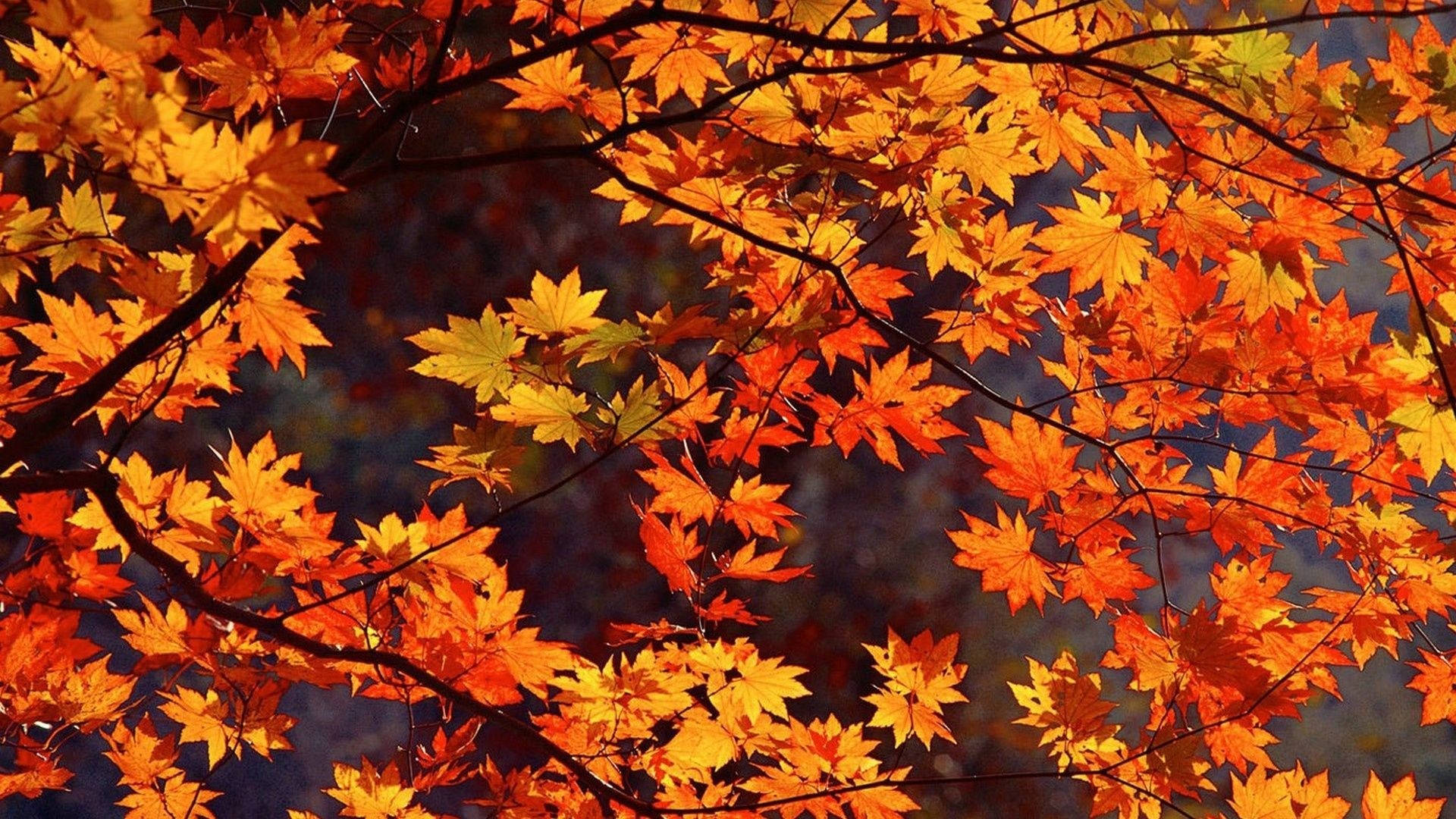 autumn leaves, maple leaves, vibrant orange, Full HD Desktop Wallpaper