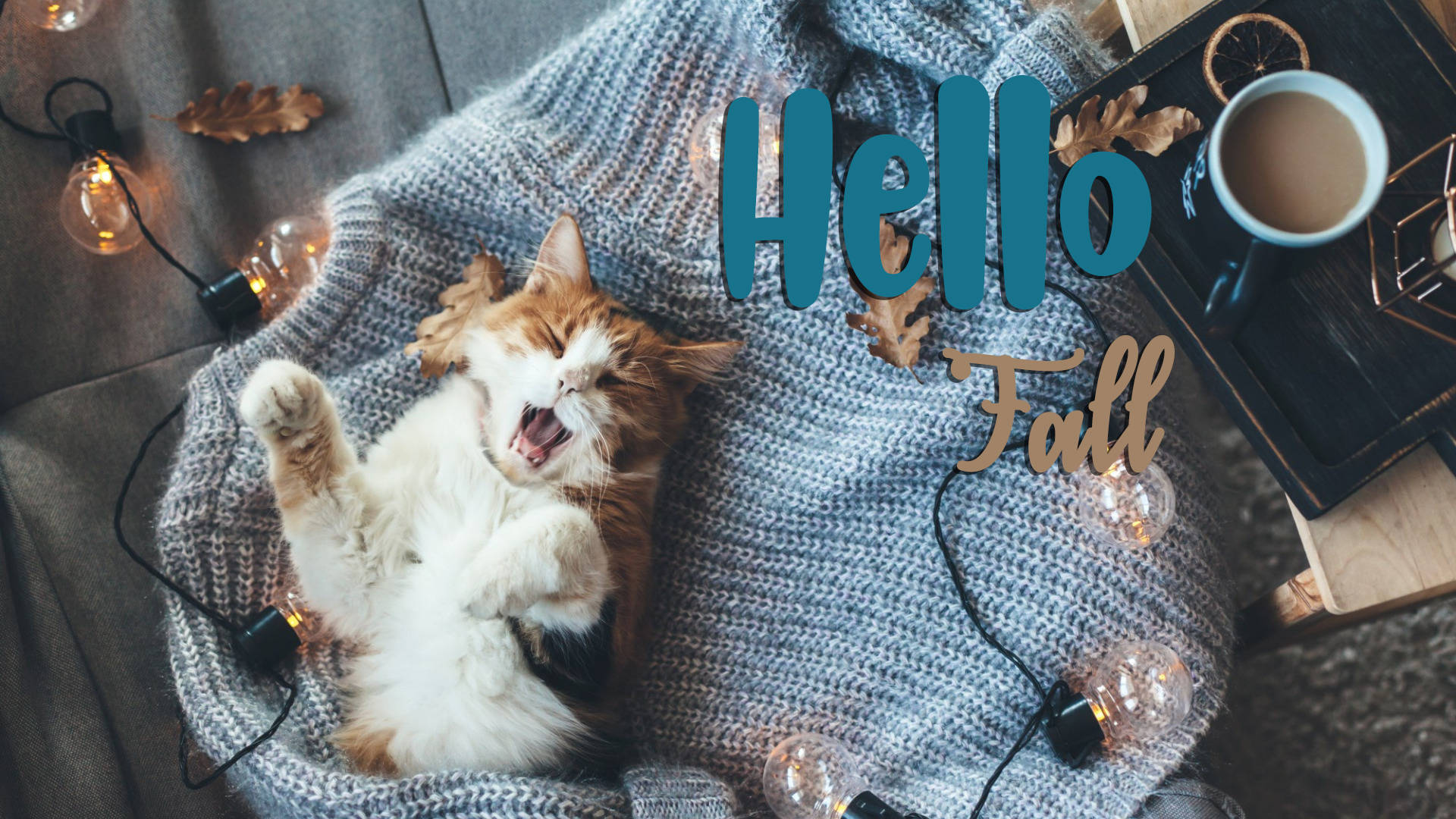 fluffy orange and white cat, cozy gray knit blanket, string lights, Full HD Desktop Wallpaper