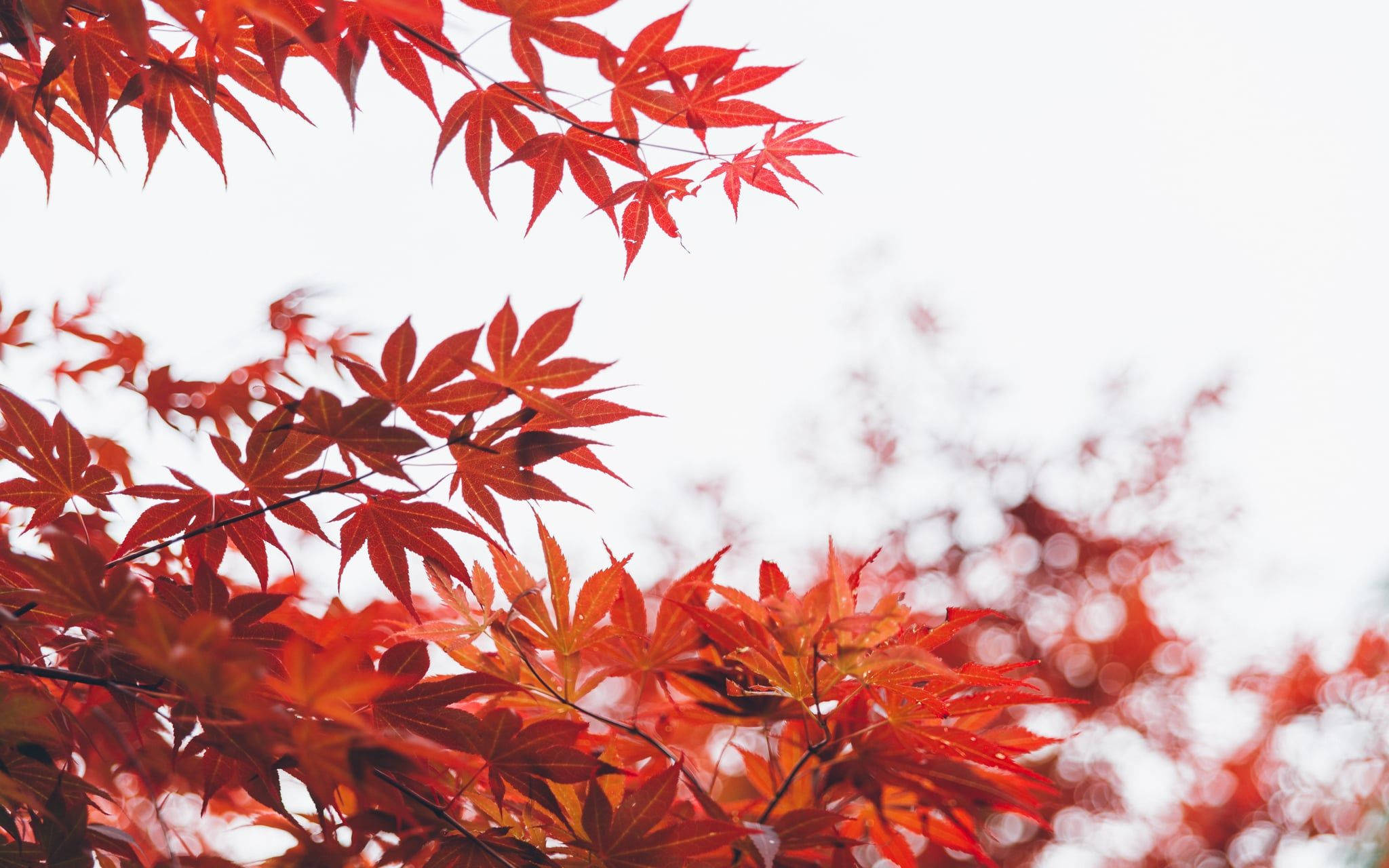 cute fall, red maple leaves, soft white sky, Full HD Desktop Wallpaper