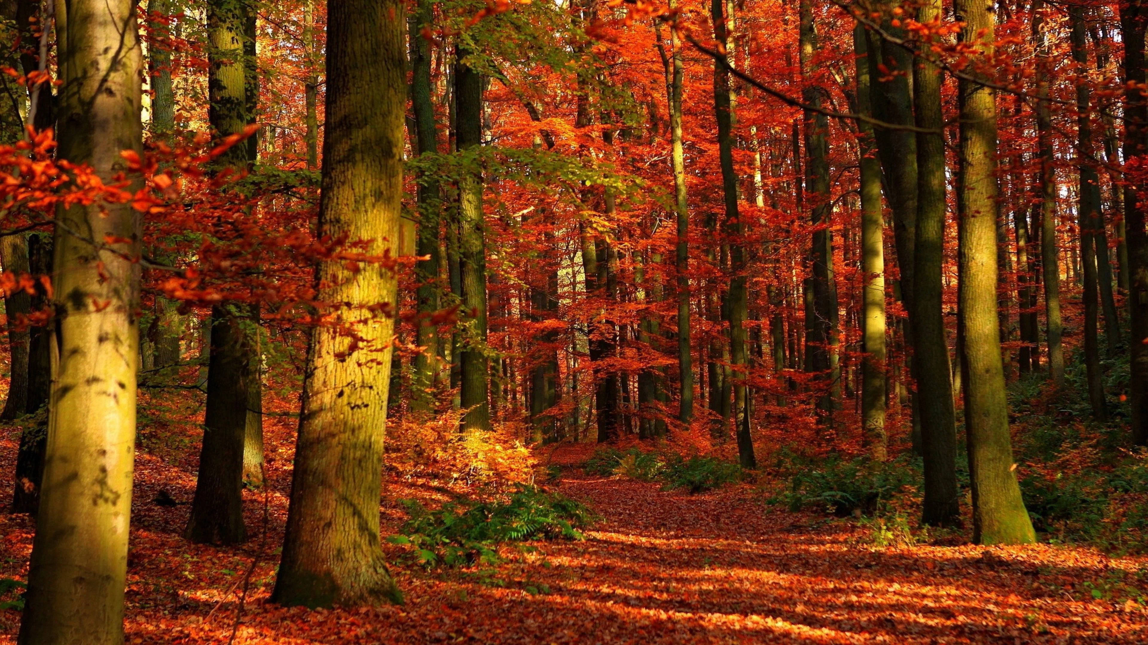 Cute Fall Aesthetic Landscape, vibrant red and orange autumn leaves, serene forest floor, 4K Desktop Wallpaper