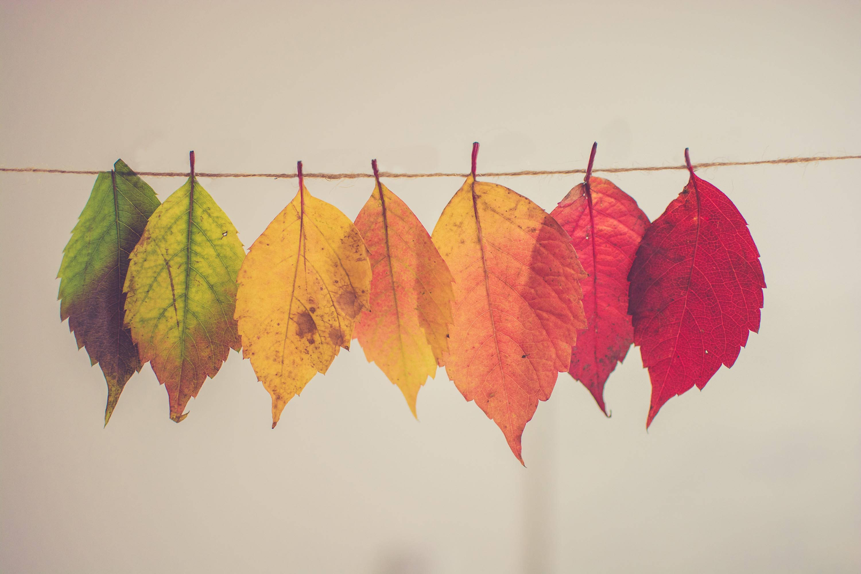 autumn leaves, gradient hues from green to red, rustic twine, 2K Desktop Wallpaper