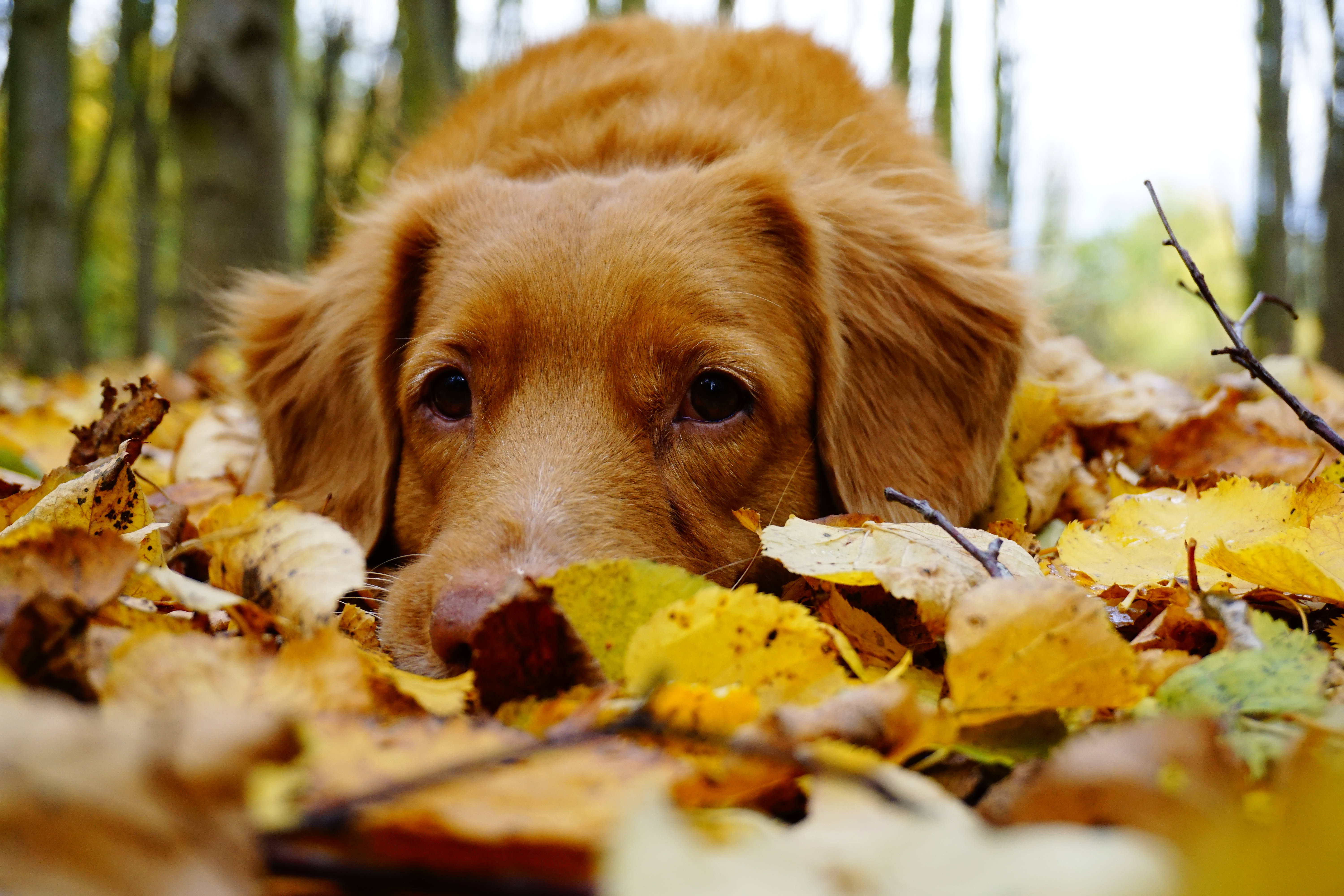 golden dog, autumn leaves, sunlit forest, 5K Desktop Wallpaper
