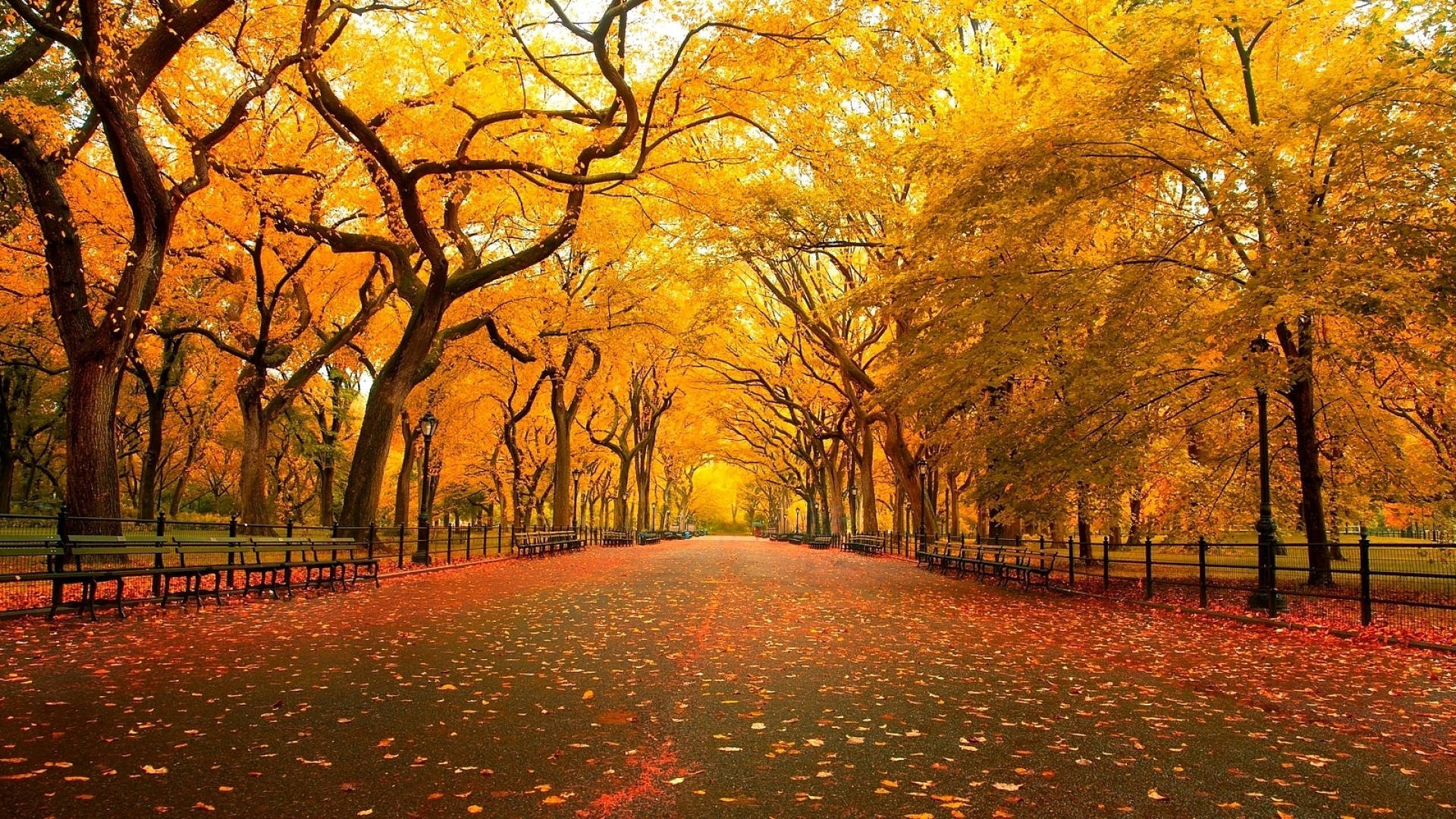 Cute Fall Aesthetic Setting, golden autumn path, towering trees, Full HD Desktop Wallpaper