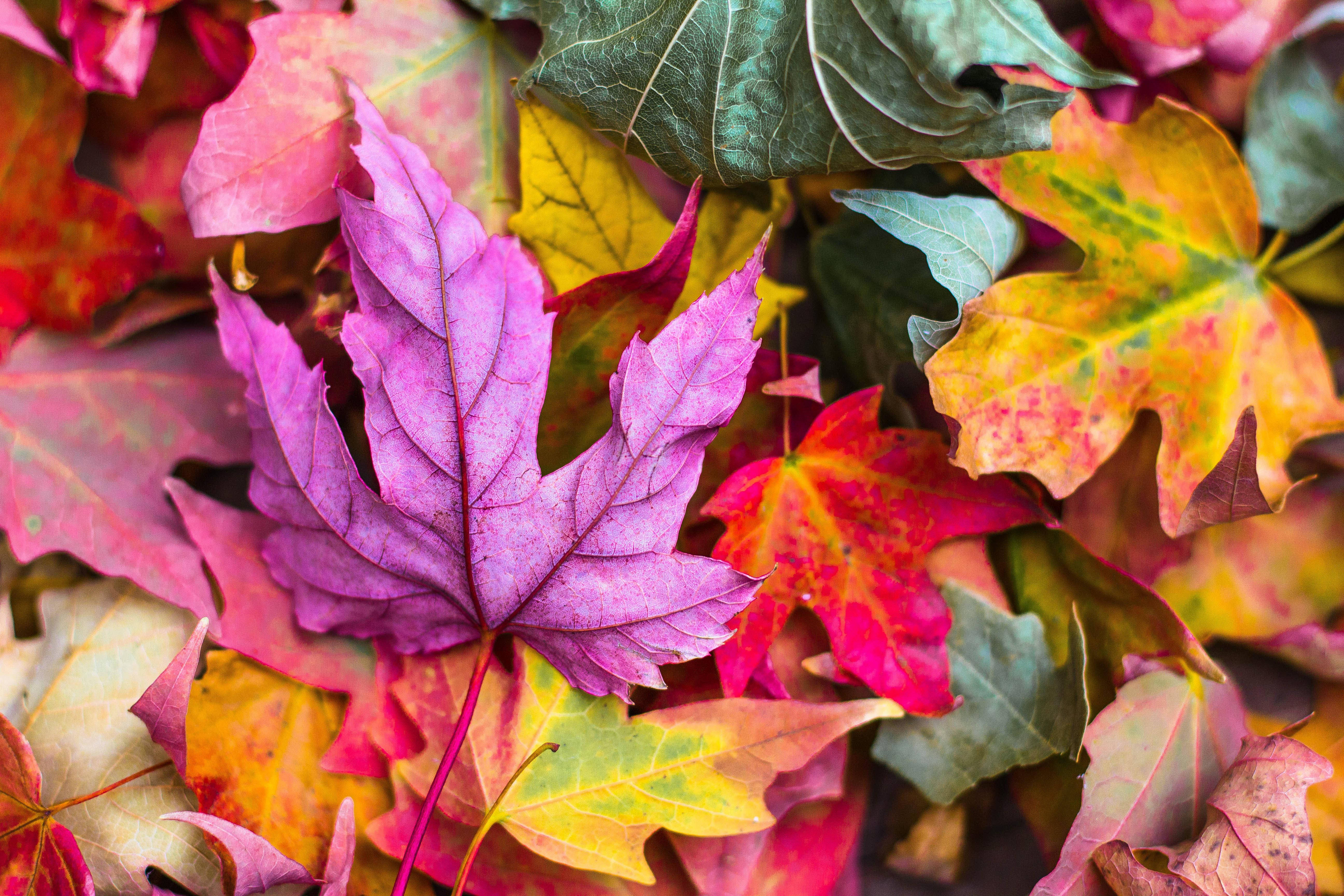 autumn leaves, purple, pink, 5K Desktop Wallpaper