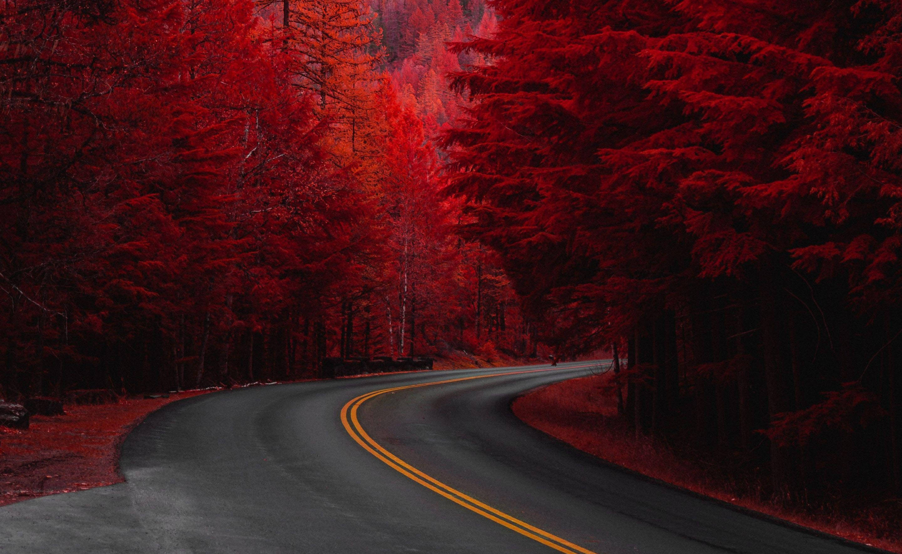 cute fall aesthetic scenery, winding asphalt road, forest of intensely red trees, 2K Desktop Wallpaper