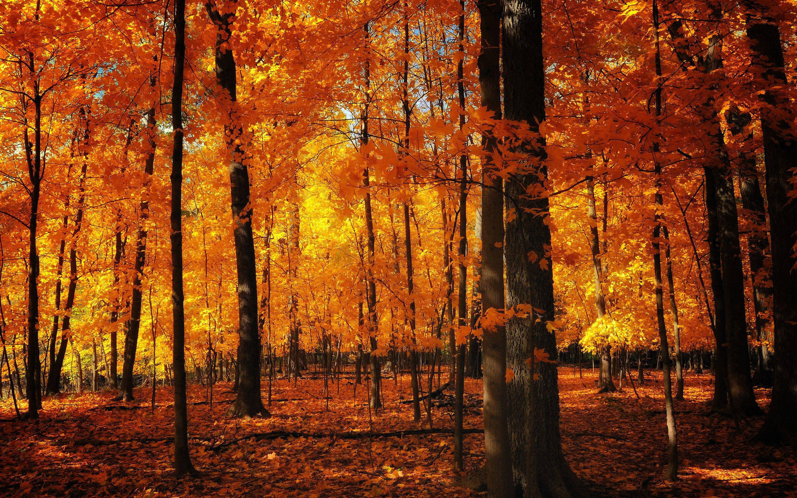 autumn forest, vibrant orange maple trees, sunlight, 2K Desktop Wallpaper