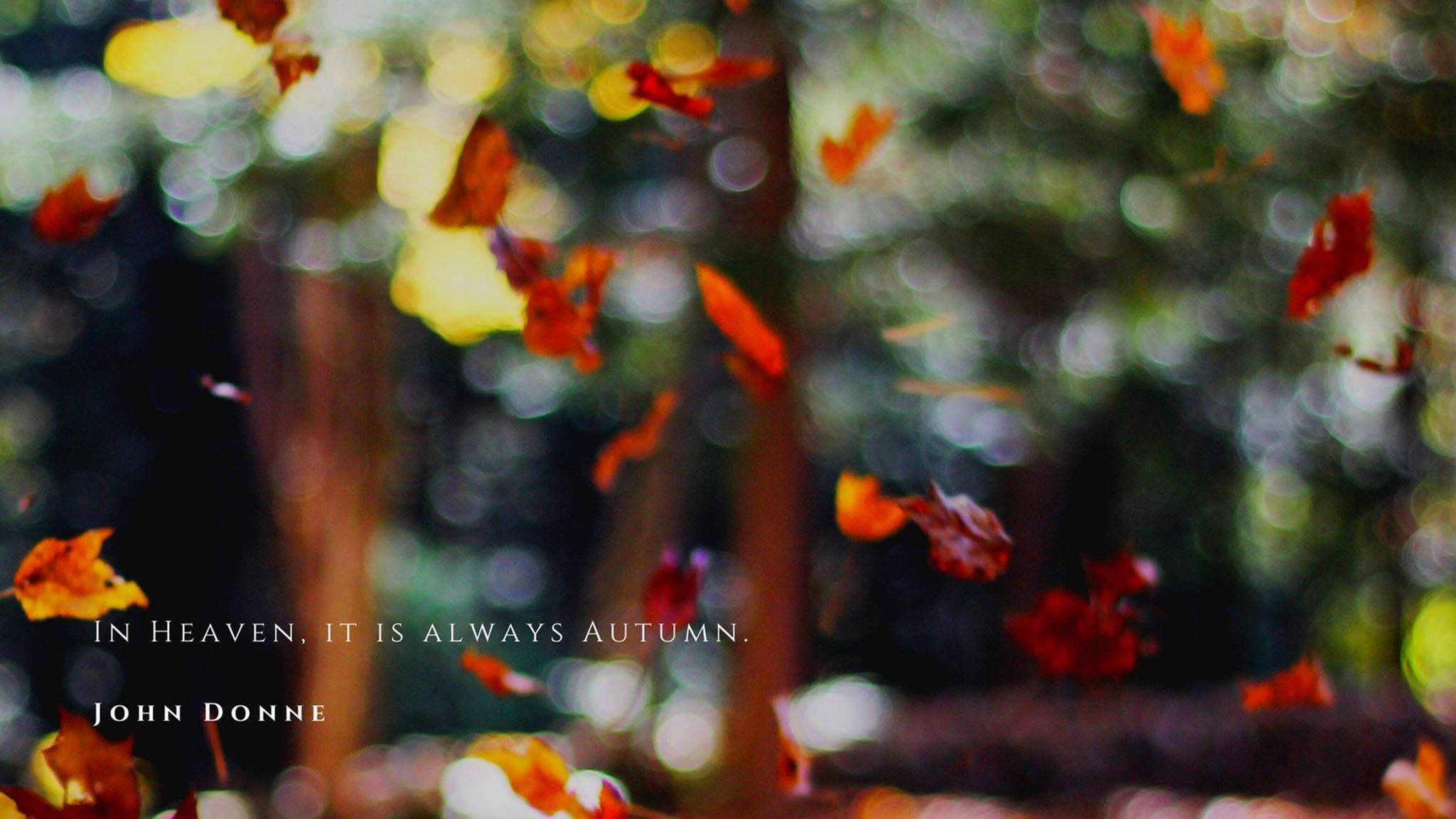 Cute Fall Aesthetic Phrase, autumn leaves, bokeh forest light, Full HD Desktop Wallpaper